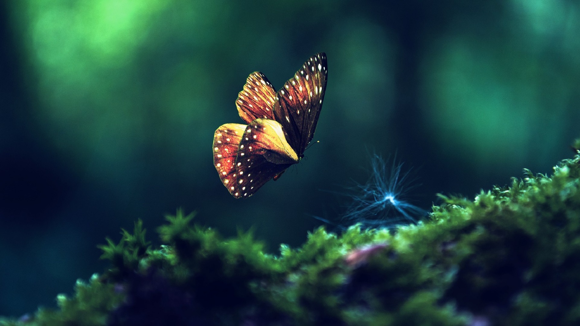 Butterfly in flight over mossy ground HD Wallpaper