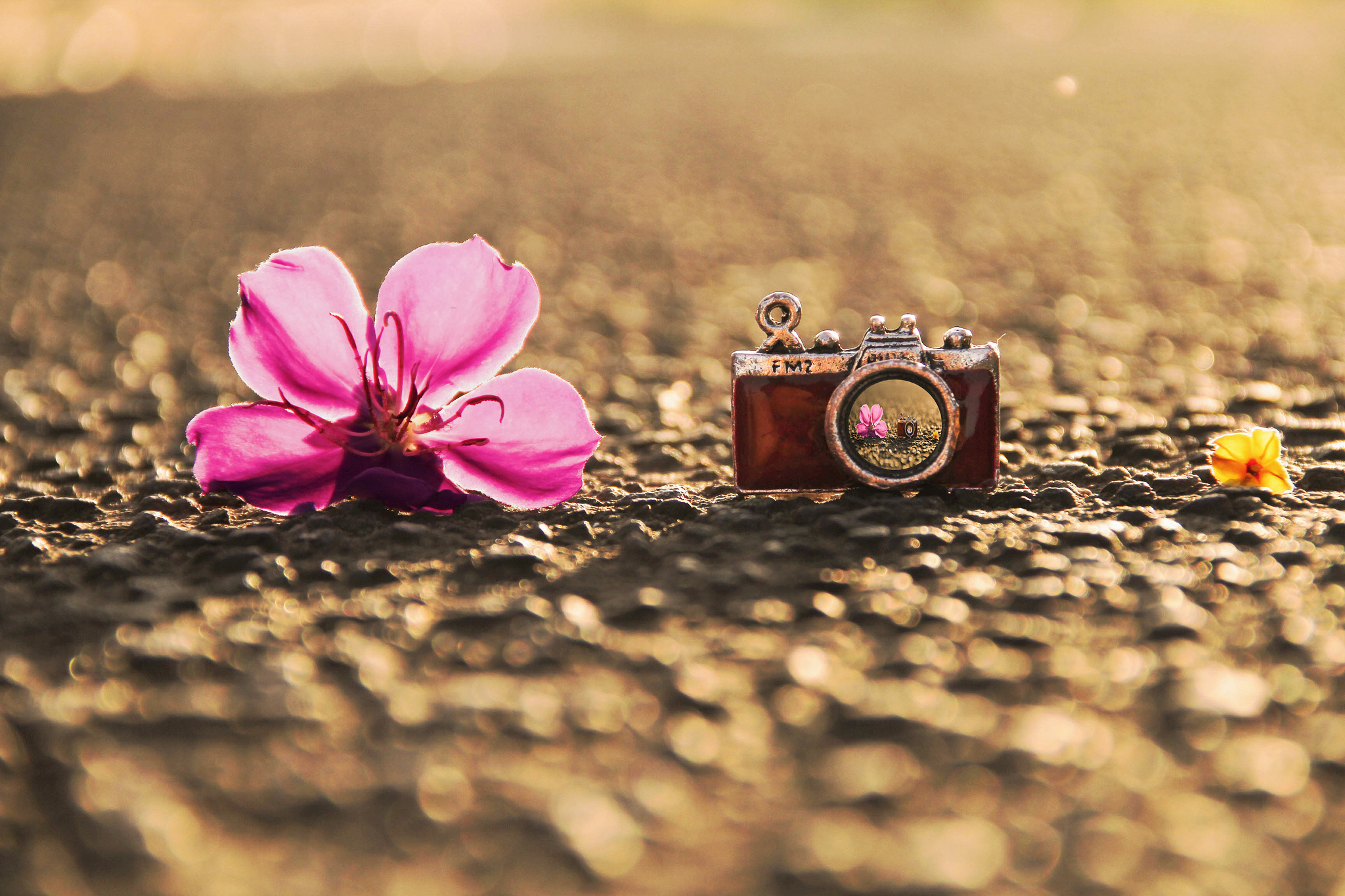 Pink flower and miniature camera on textured ground HD Wallpaper