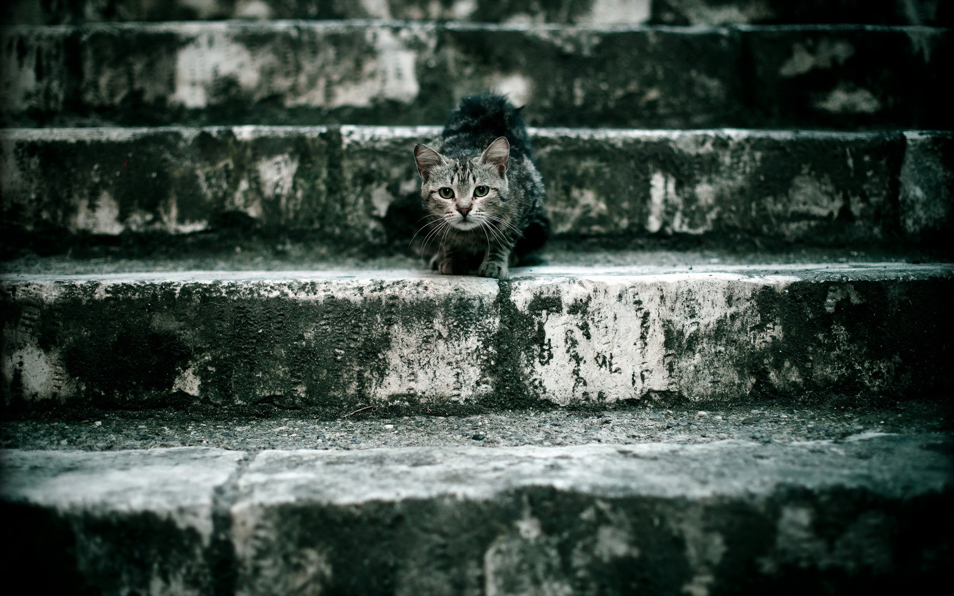 A tabby cat sits on mossy stone steps HD Wallpaper