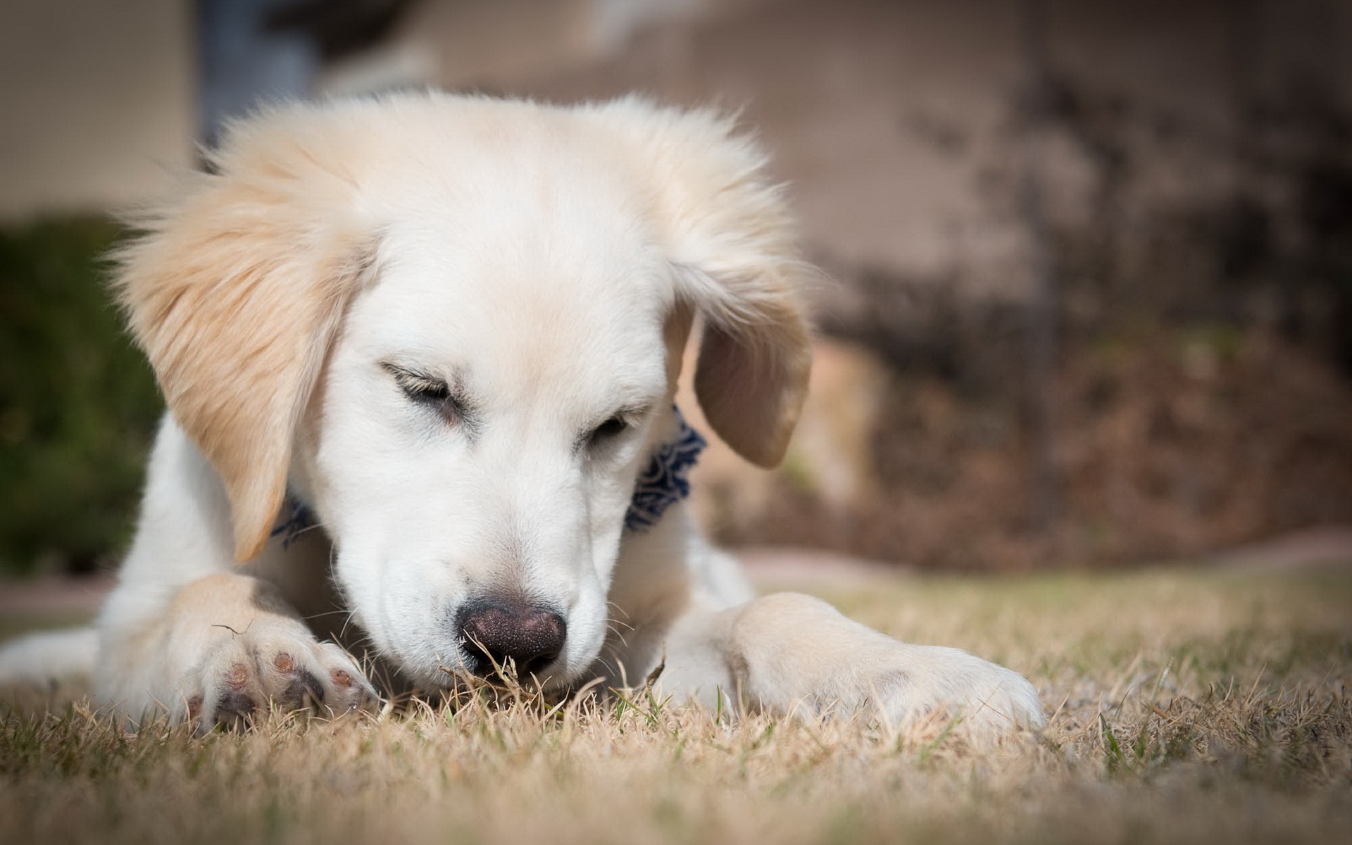 Golden Retriever puppy lying on grass HD Wallpaper