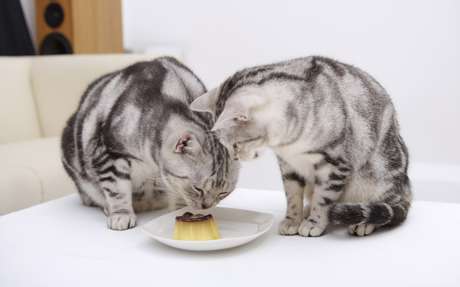 Two cats eating pudding HD Wallpaper