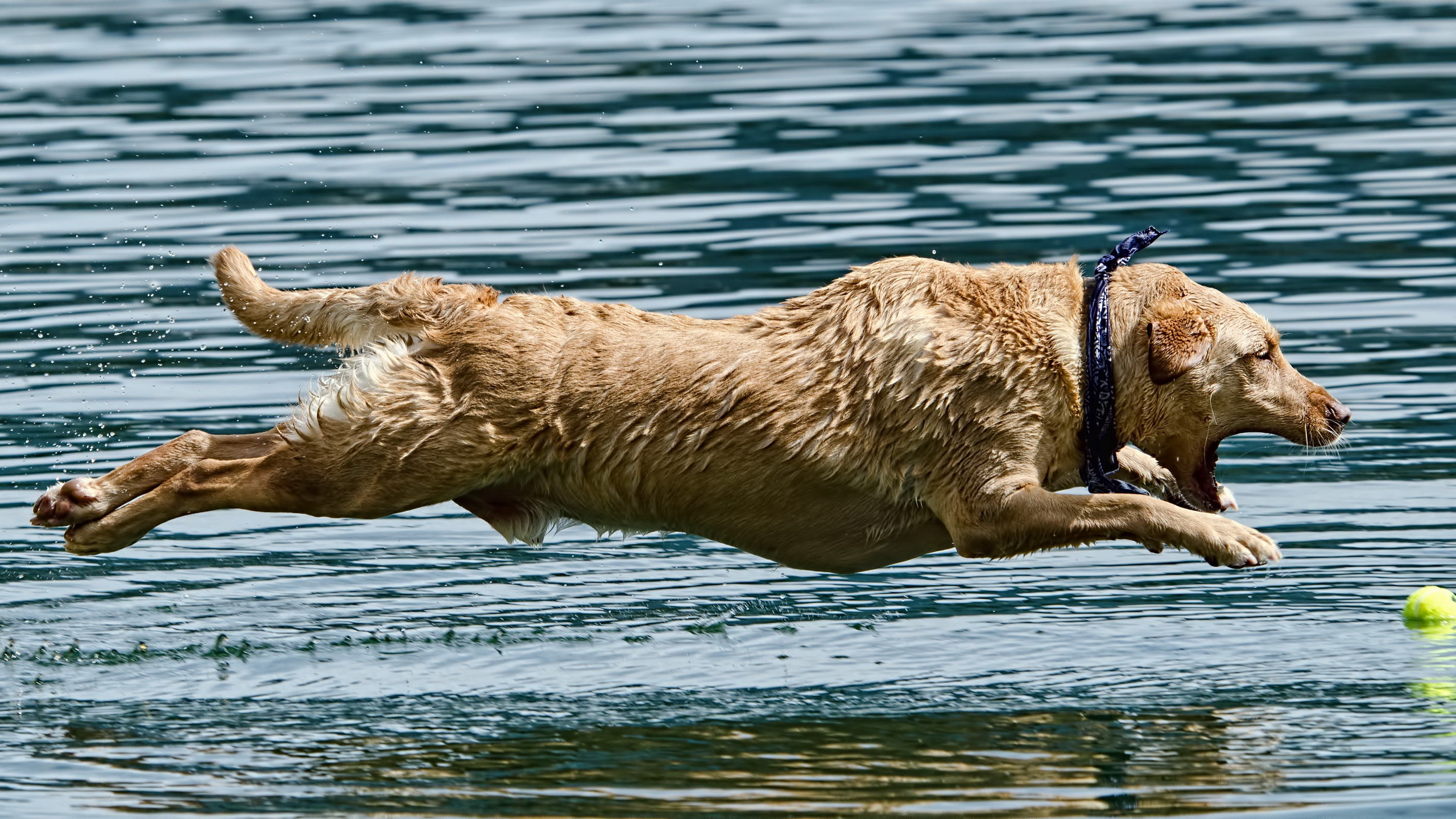 Dog jumping into water for a ball HD Wallpaper