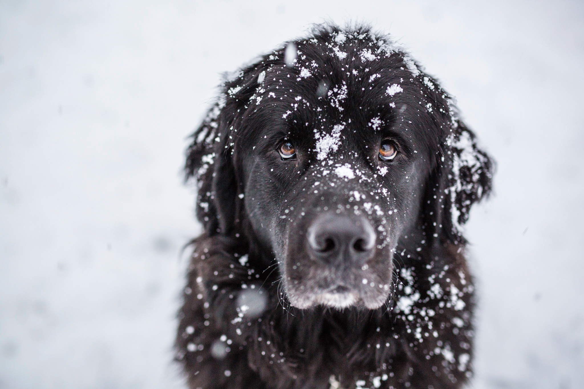 Black Newfoundland dog in the snow HD Wallpaper