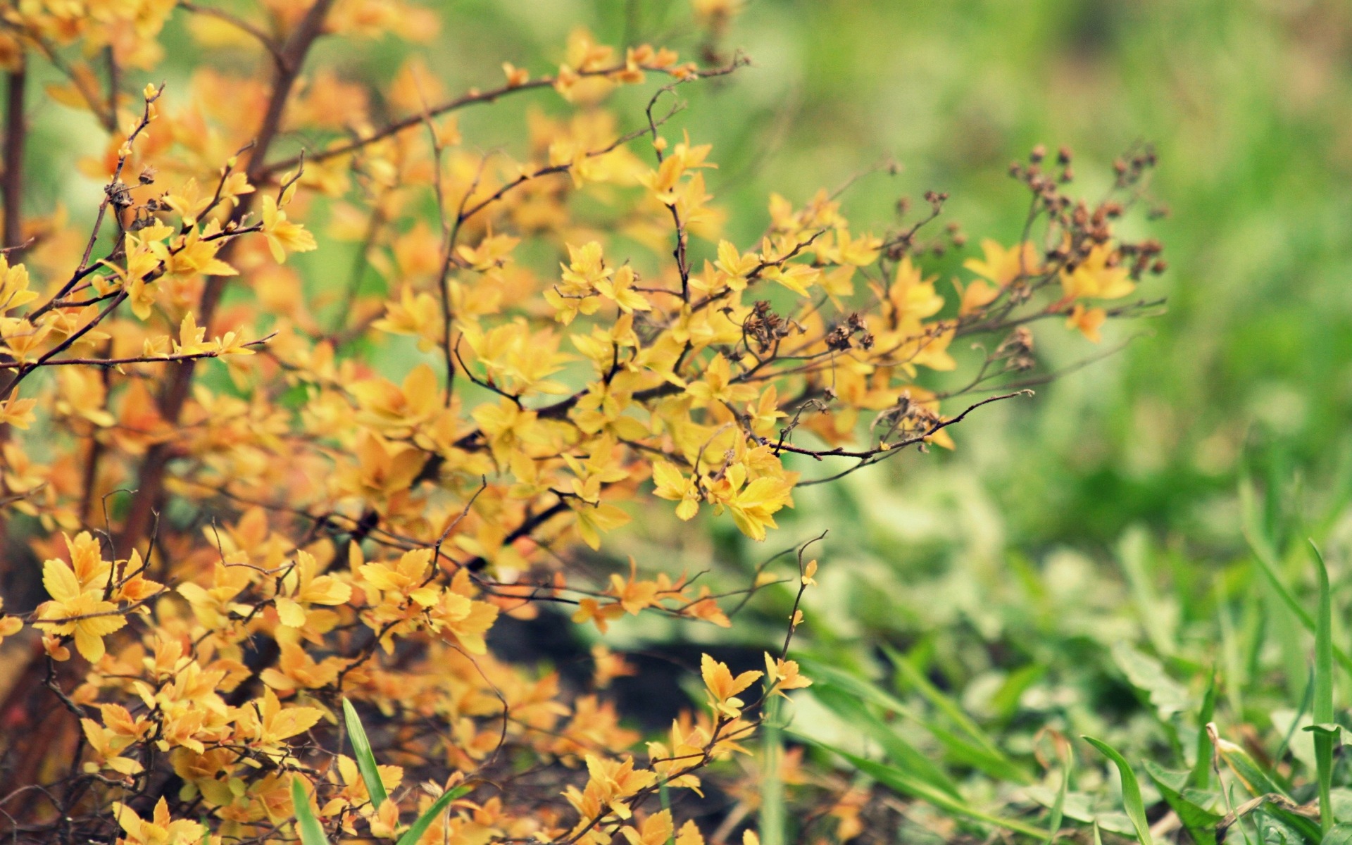 Yellow leaves on branches with green grass background HD Wallpaper