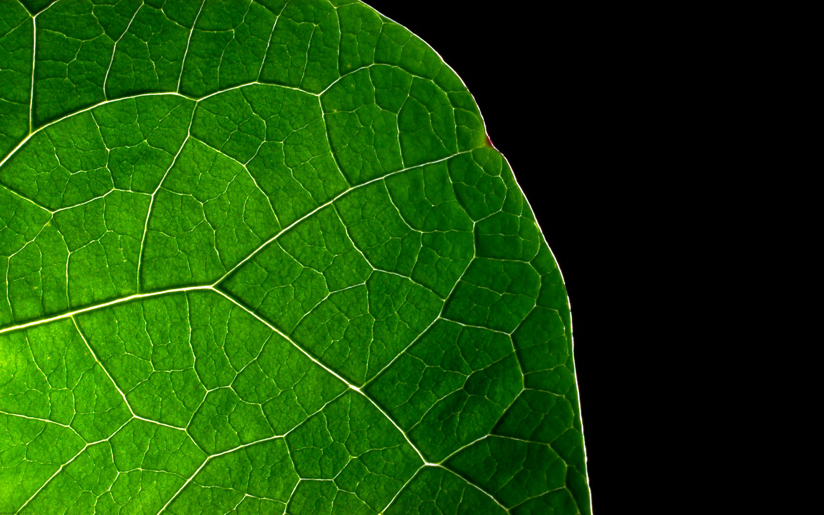Close-up of a green leaf with veins HD Wallpaper