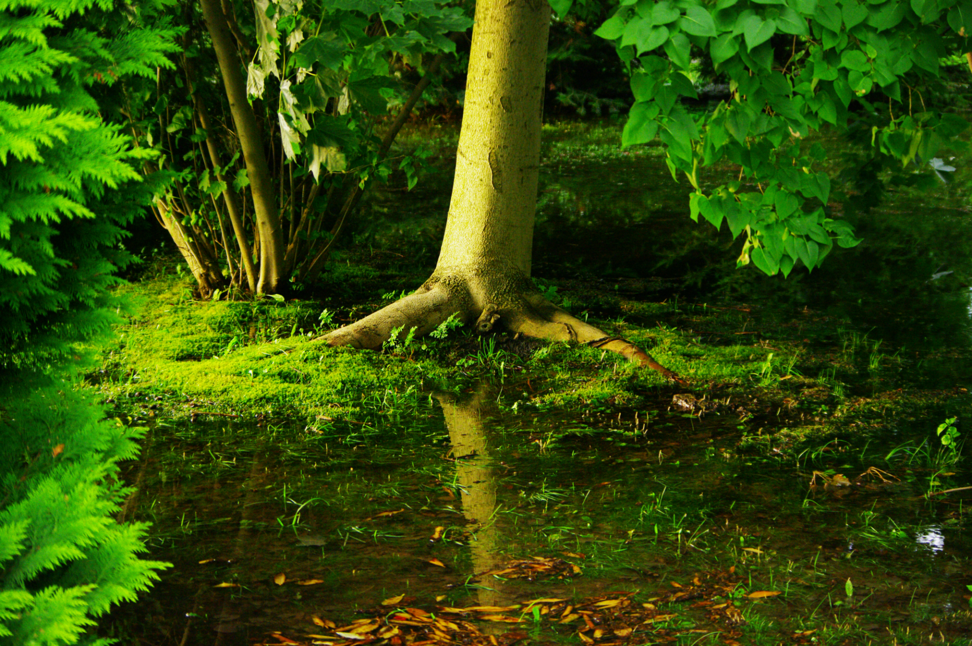 Tree roots in a swampy green forest with reflections HD Wallpaper