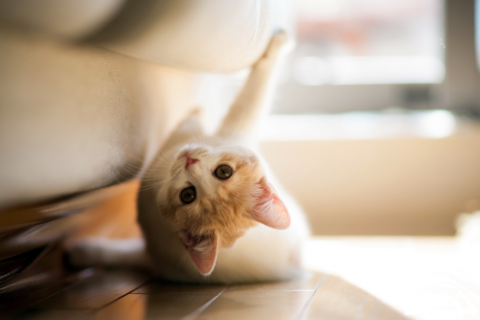 Cute kitten playing under a couch HD Wallpaper