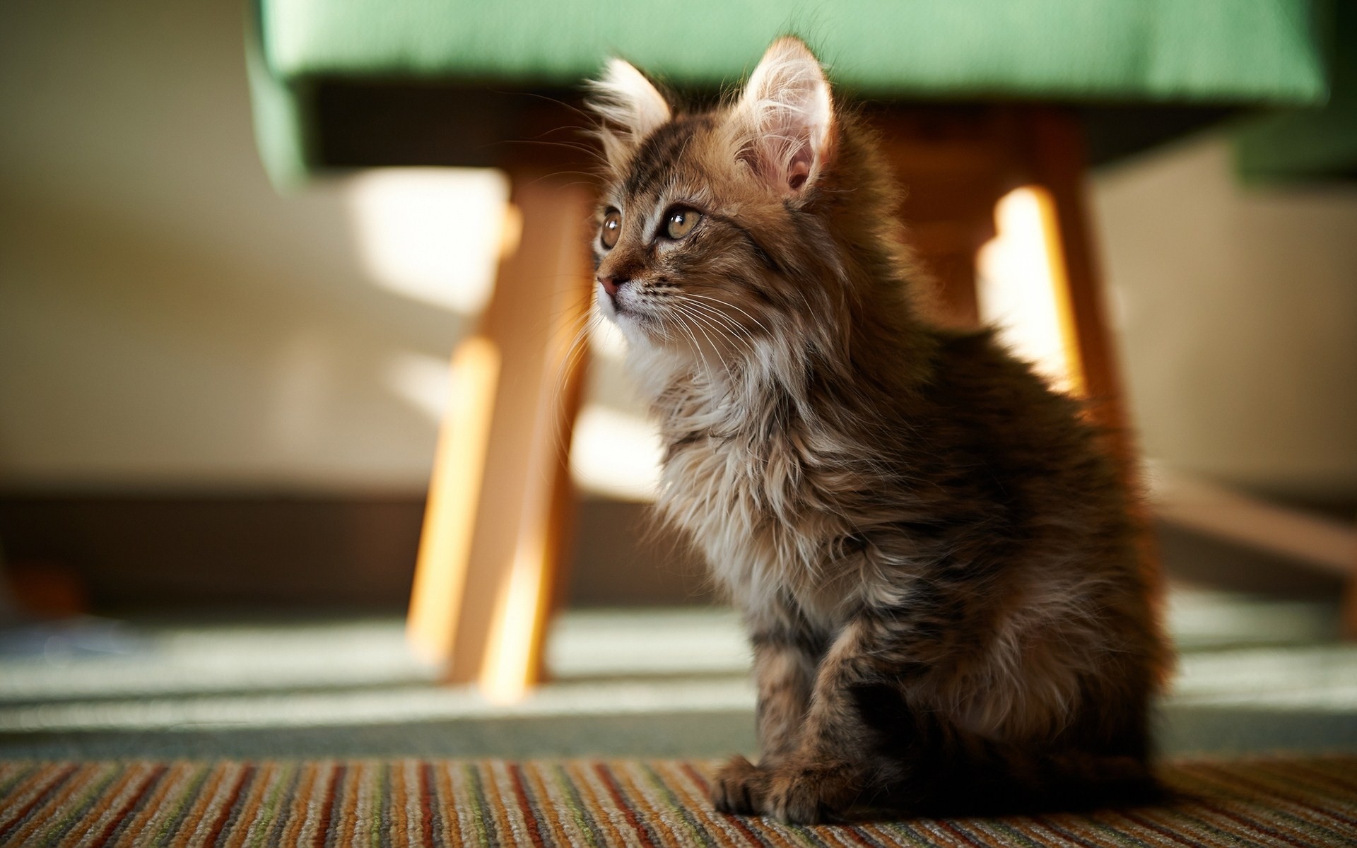 Fluffy kitten sitting on a striped rug HD Wallpaper