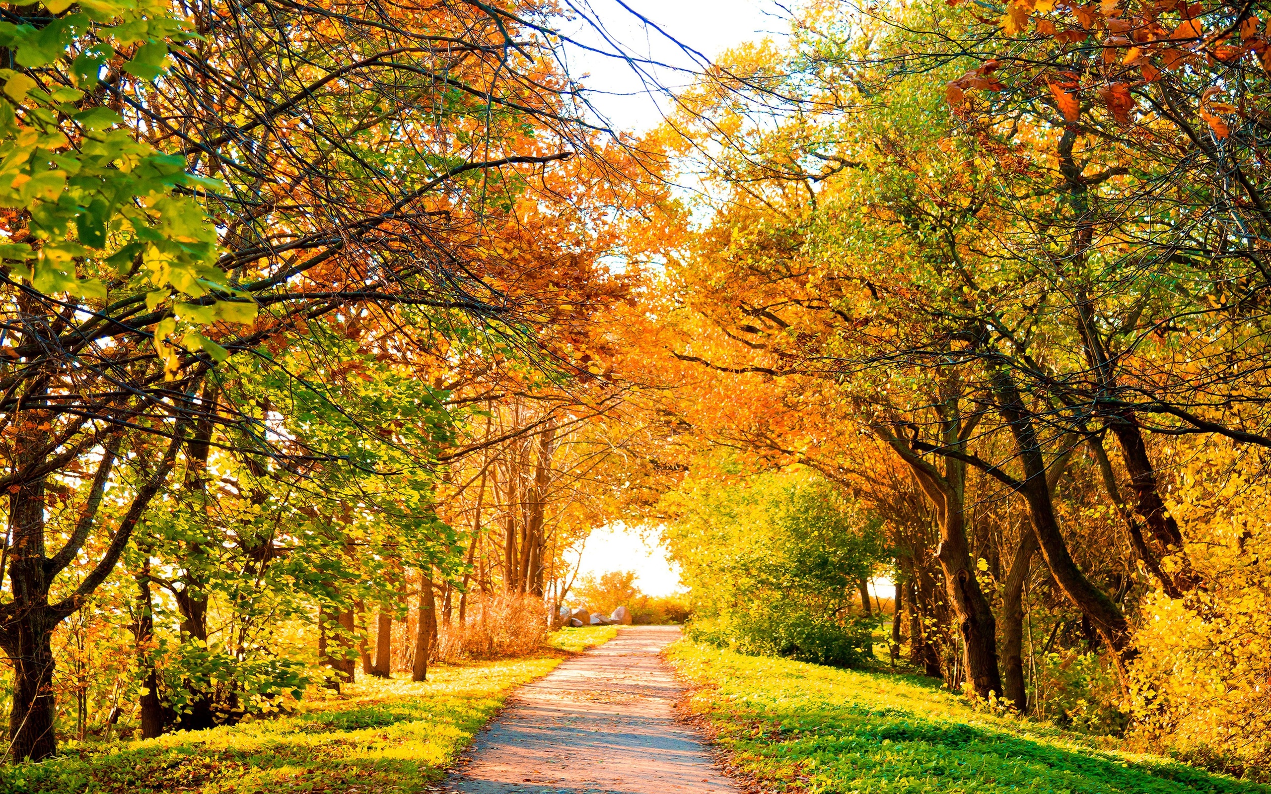 Autumn path through a forest with colorful trees HD Wallpaper