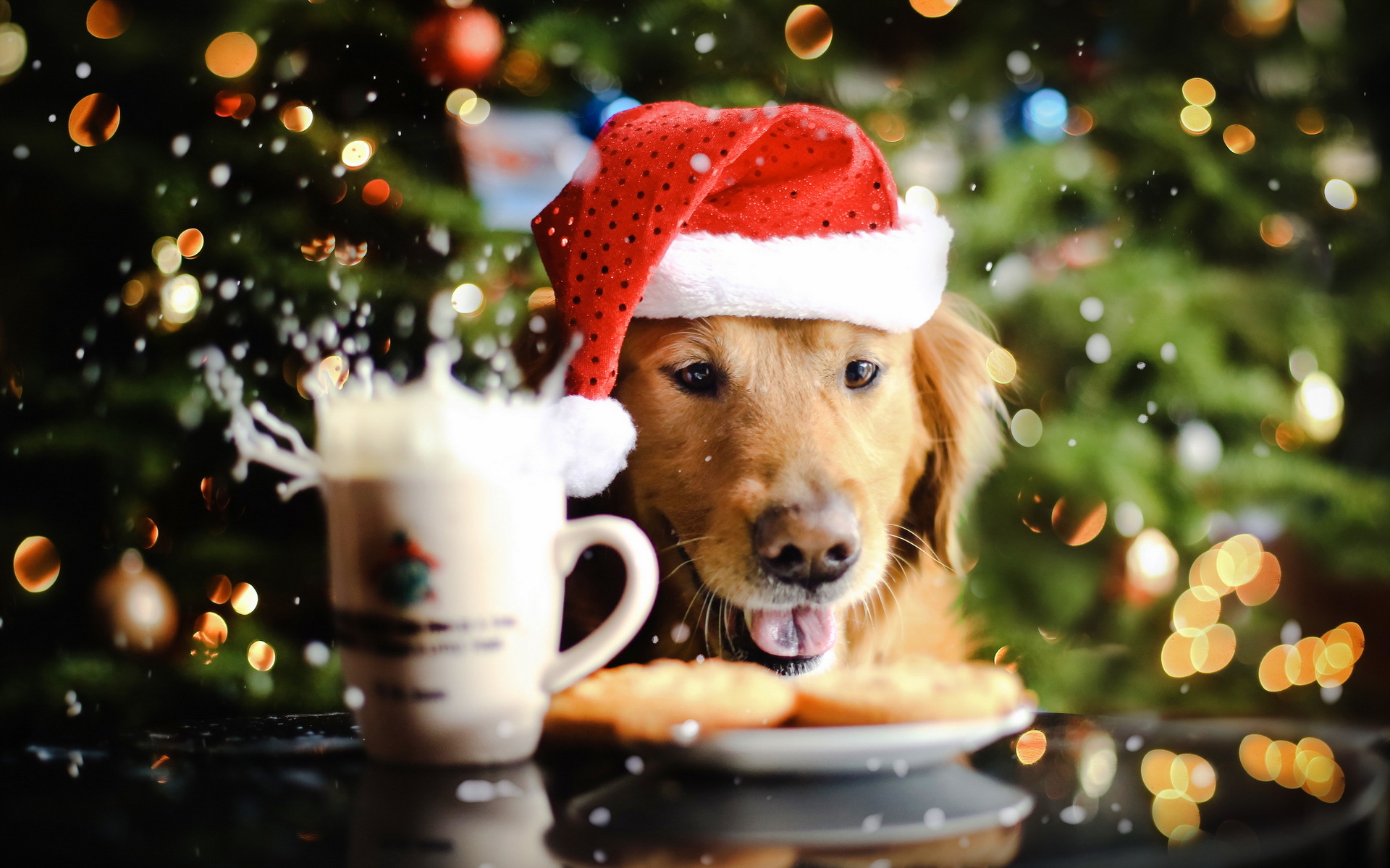 Golden Retriever dog wearing Santa hat with milk and cookies HD Wallpaper