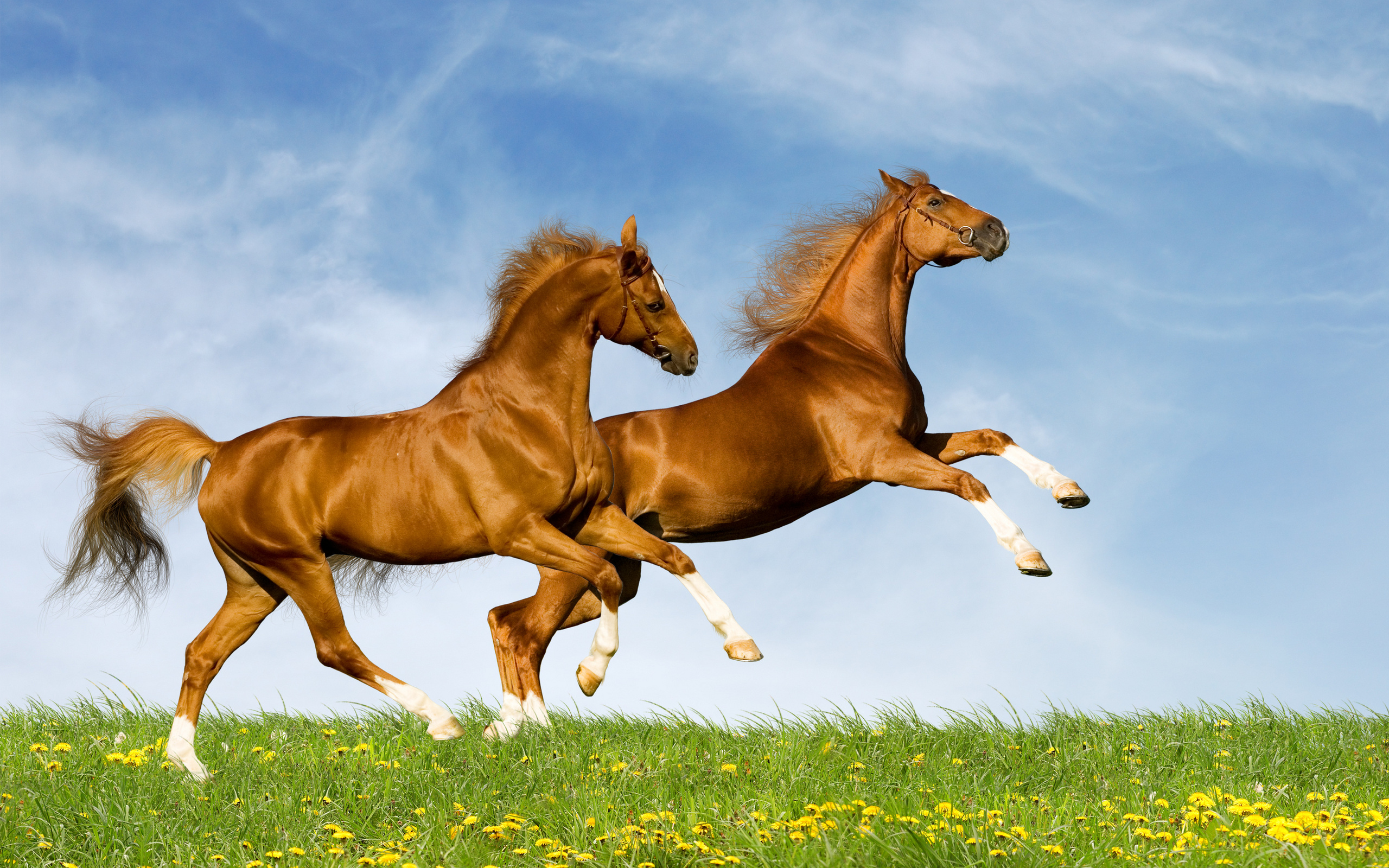 Two Chestnut Horses Running in a Field HD Wallpaper