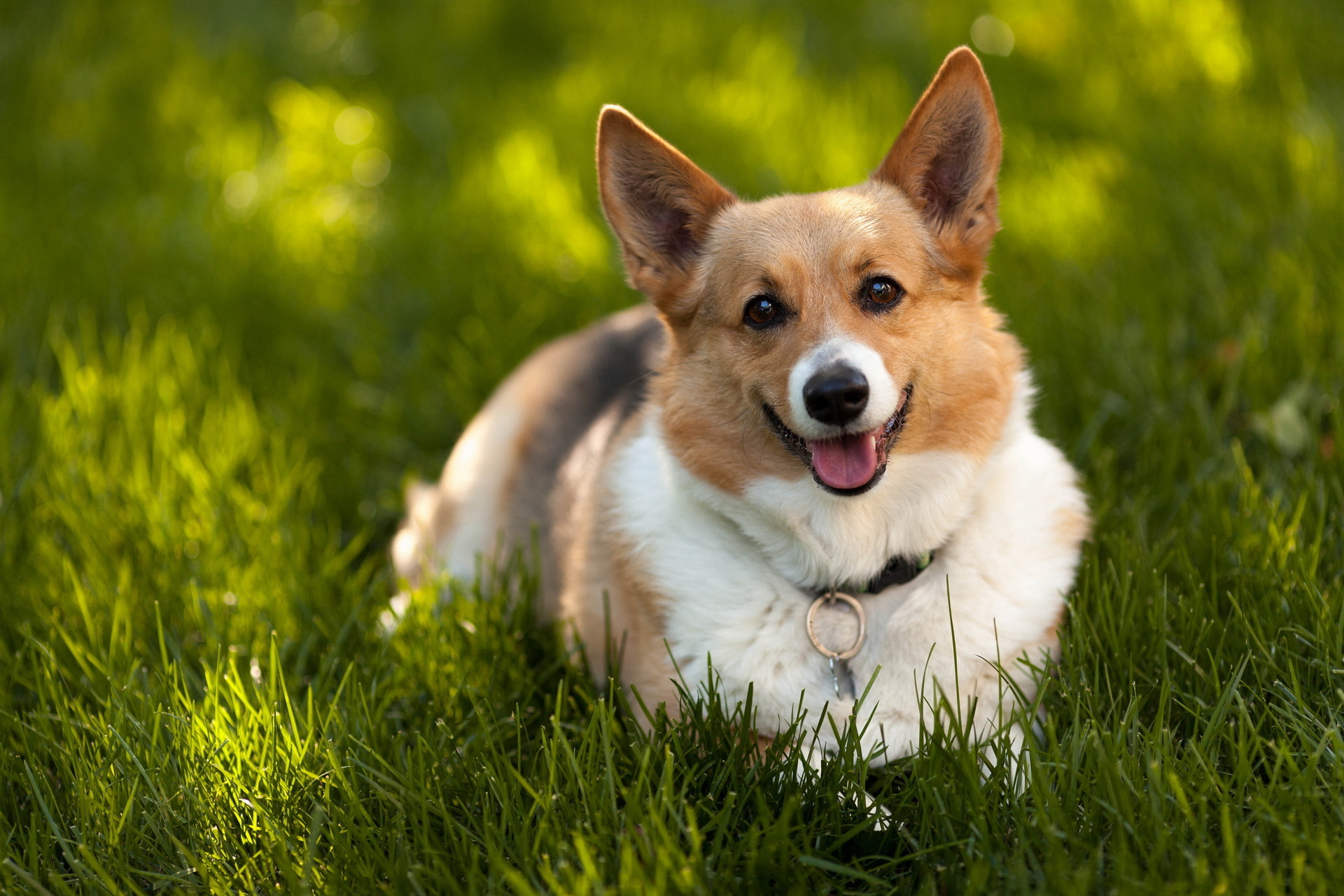 Corgi dog lying in green grass HD Wallpaper