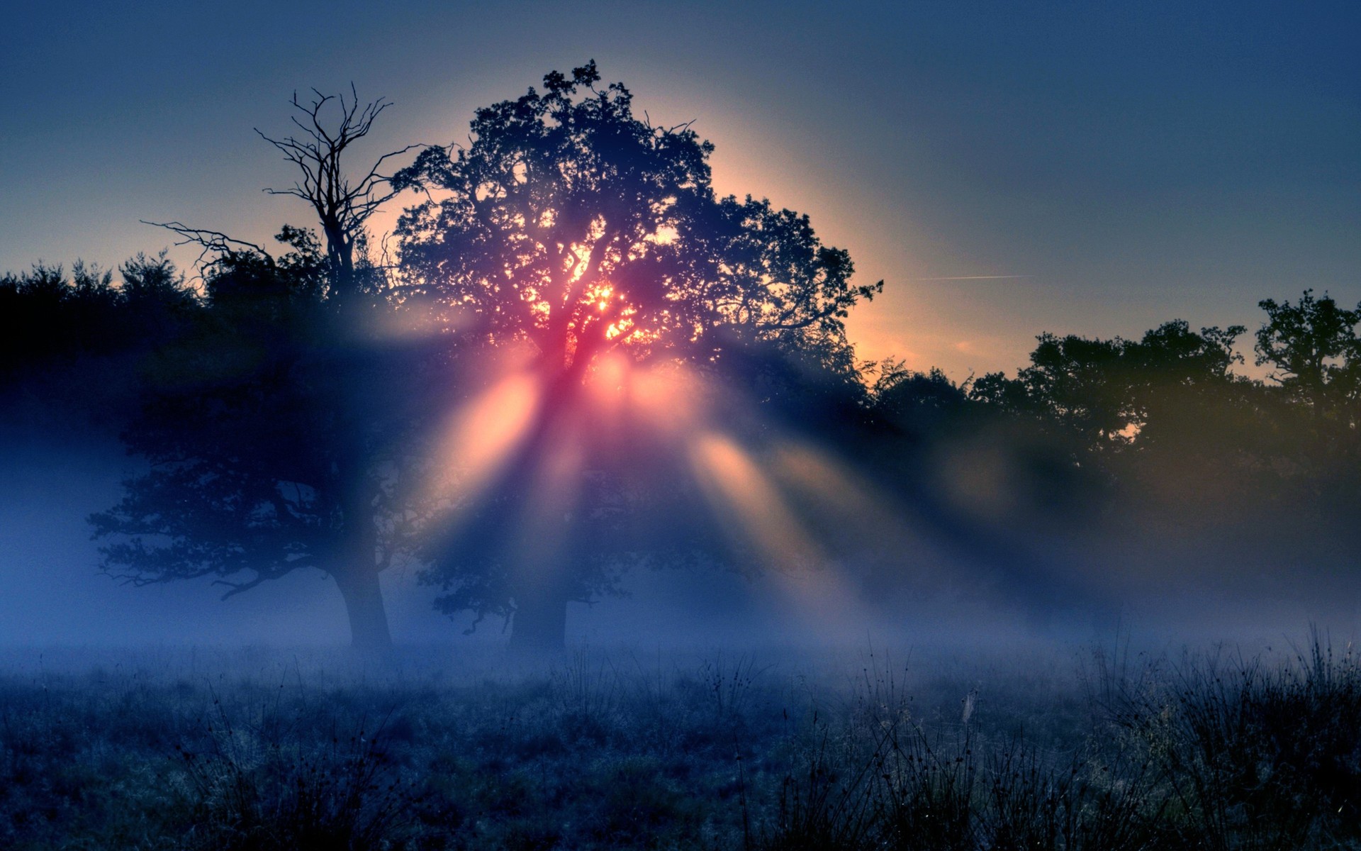 Sunbeams through fog over a field with trees HD Wallpaper