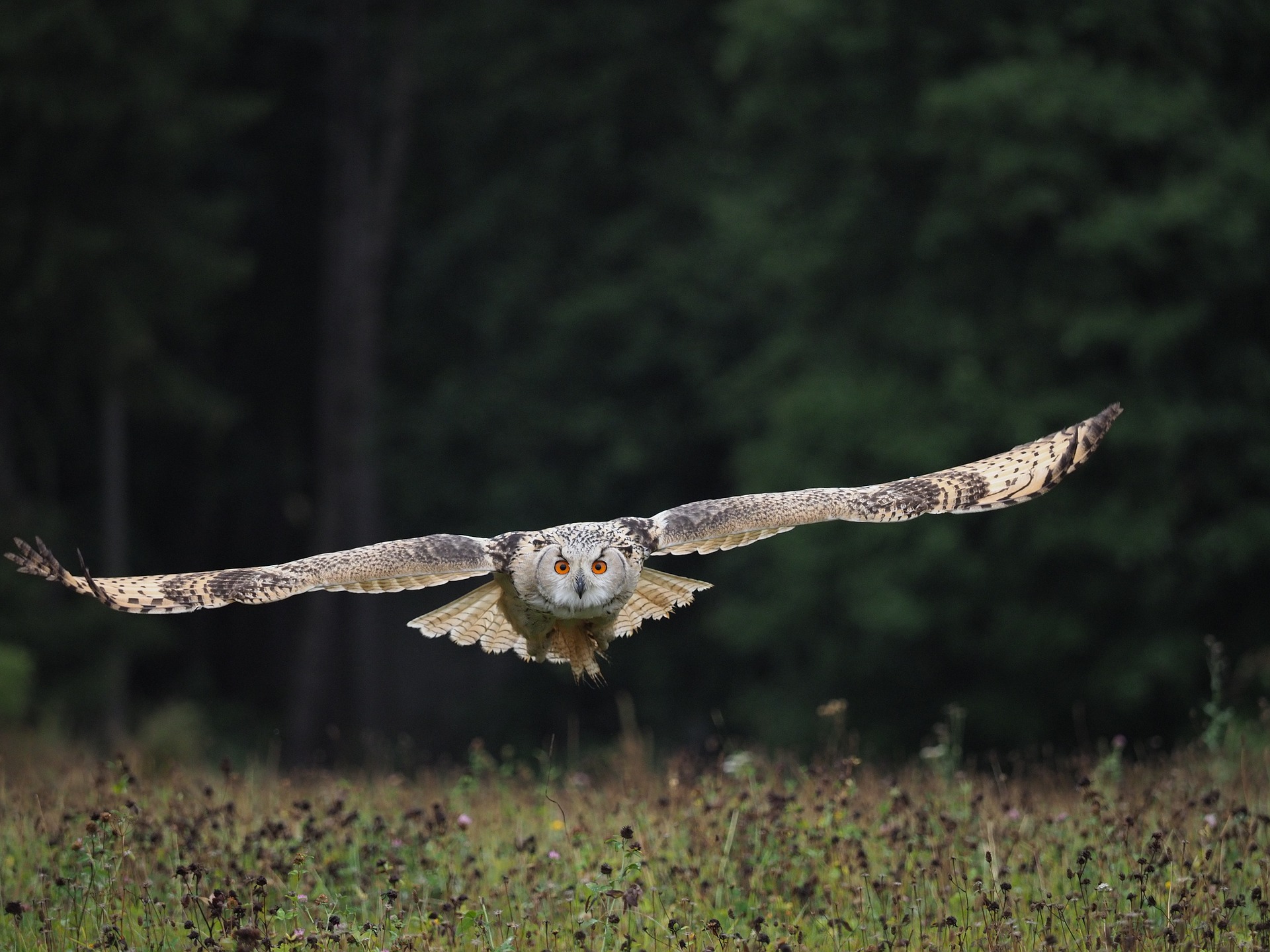 Eurasian Eagle-Owl in flight over a field HD Wallpaper