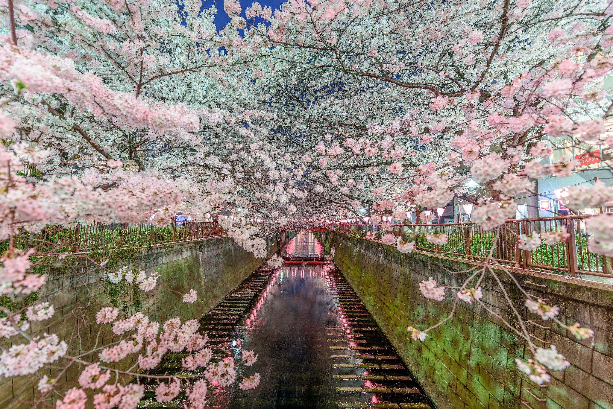 Cherry blossoms over a canal at night HD Wallpaper