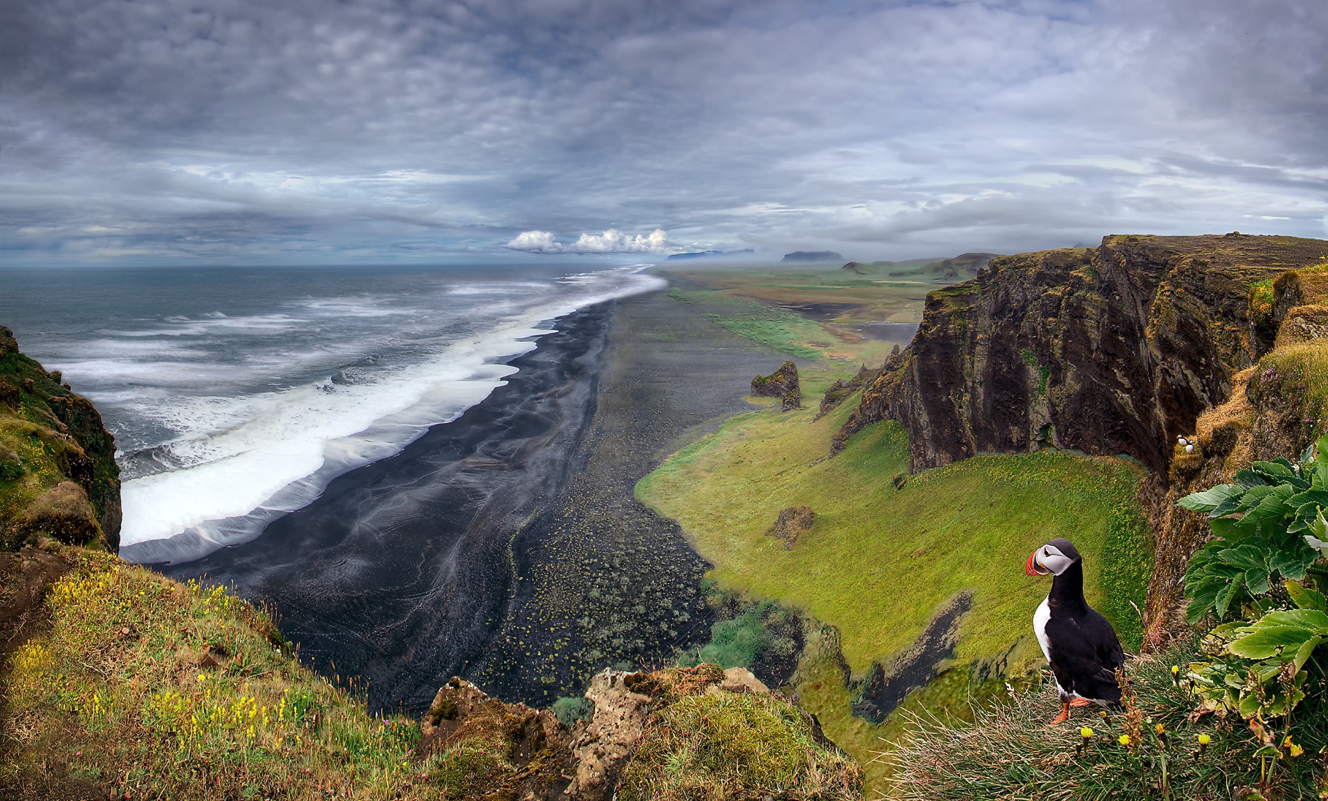 Puffin on a cliff overlooking a black sand beach HD Wallpaper