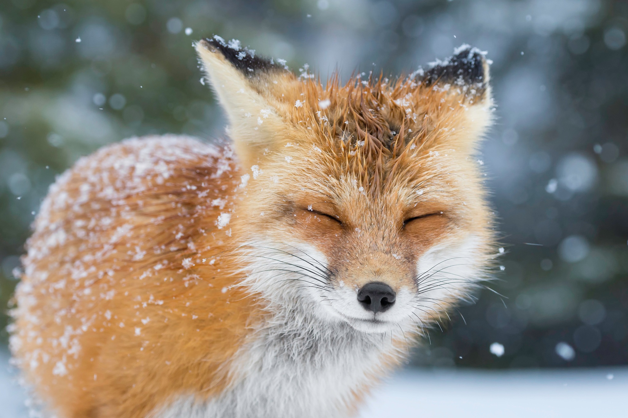 Red fox with eyes closed in snowfall HD Wallpaper