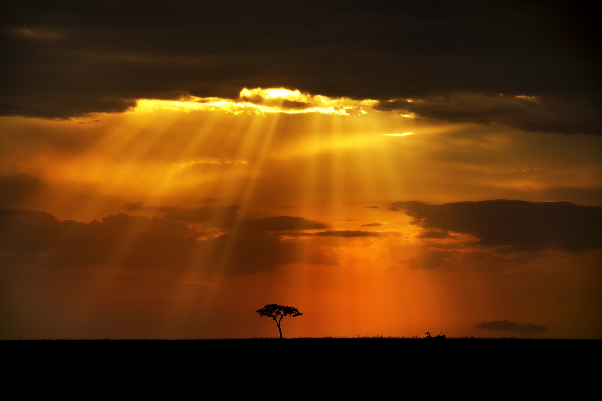 Sunset over the African savanna with acacia tree HD Wallpaper