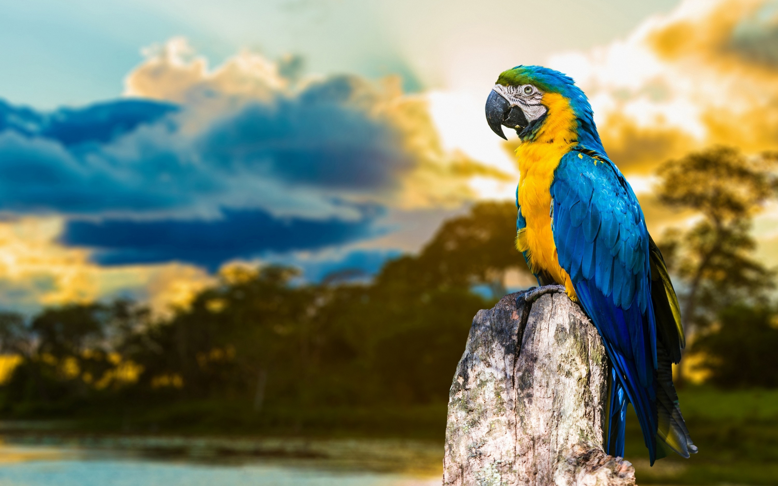 Blue-and-yellow Macaw perched on a tree stump HD Wallpaper