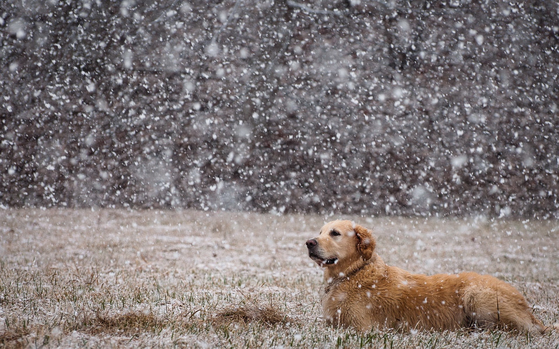 Golden Retriever dog lying in the snow HD Wallpaper
