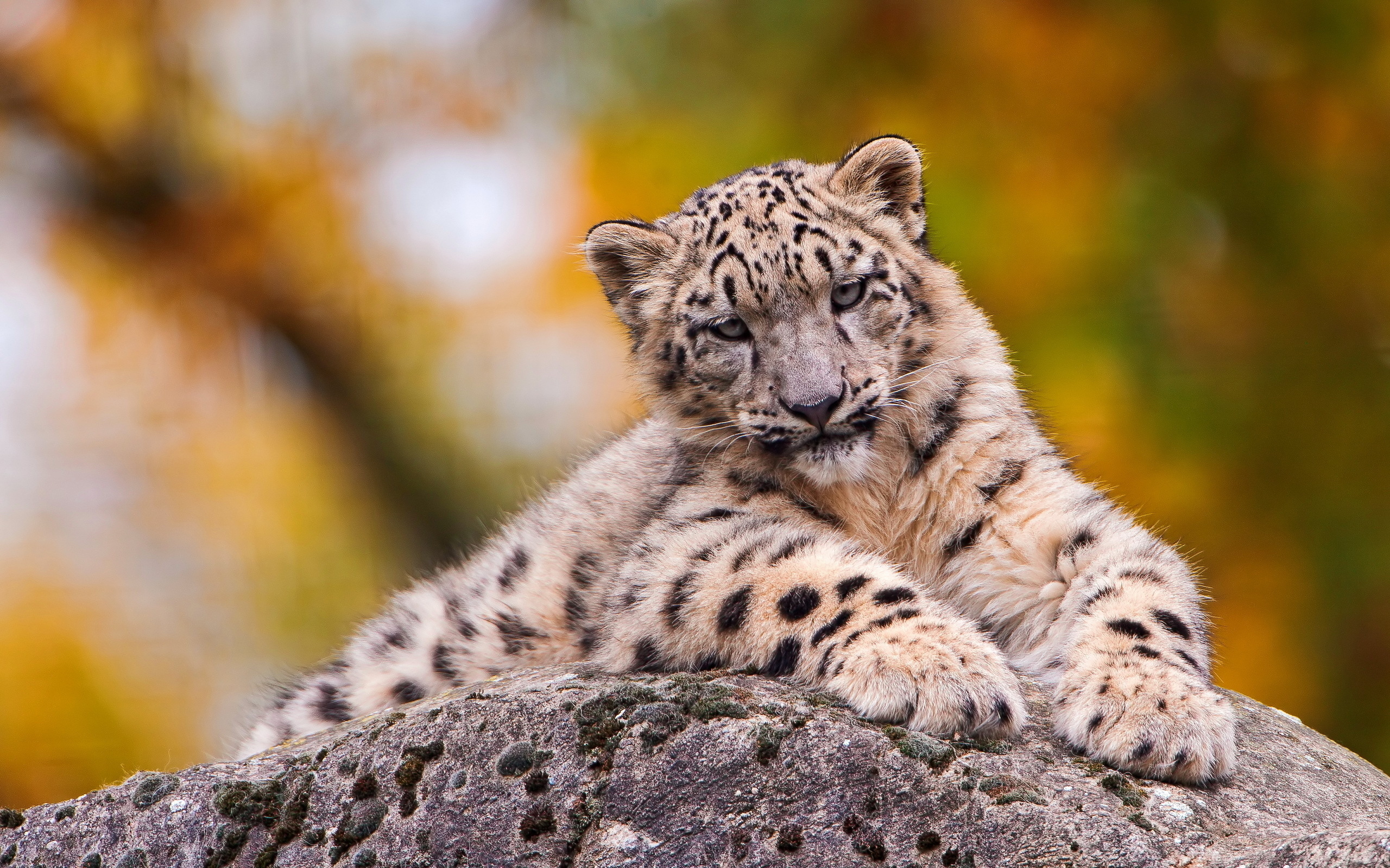 Young Snow Leopard on a Rock HD Wallpaper