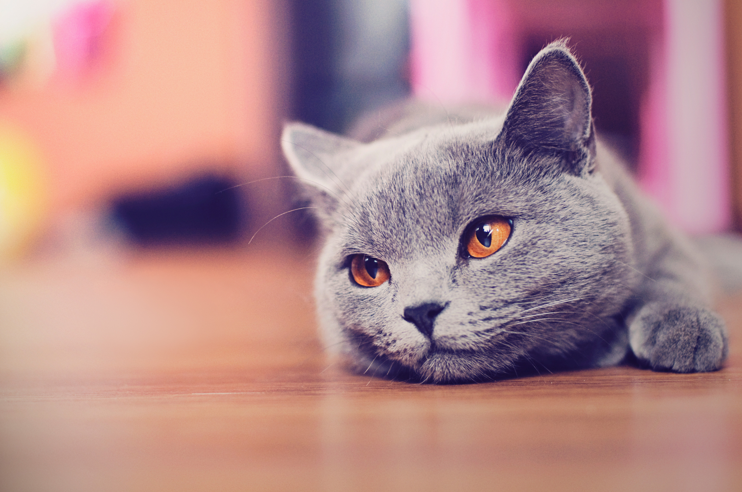 British Shorthair cat with orange eyes HD Wallpaper