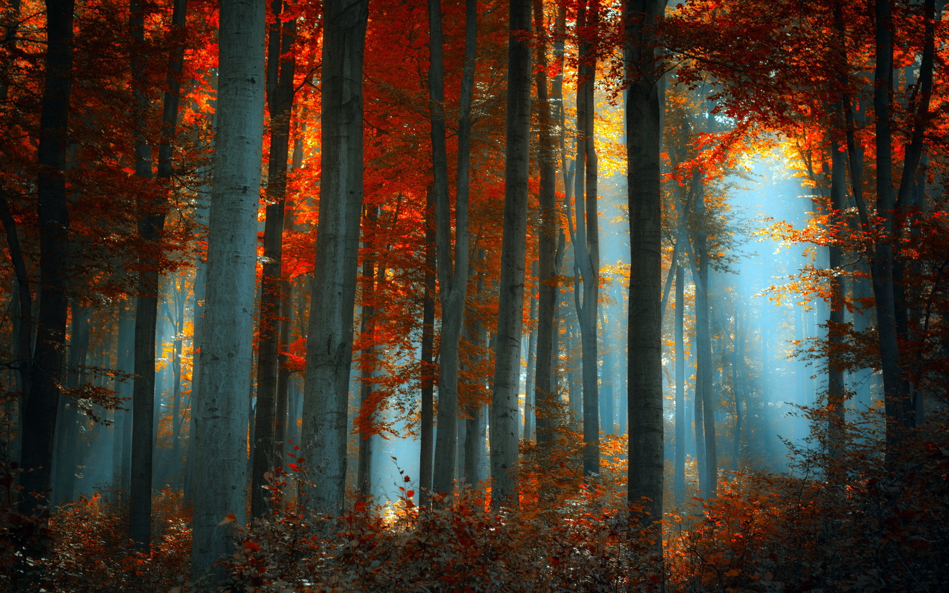 Sunlight filtering through an autumn forest HD Wallpaper