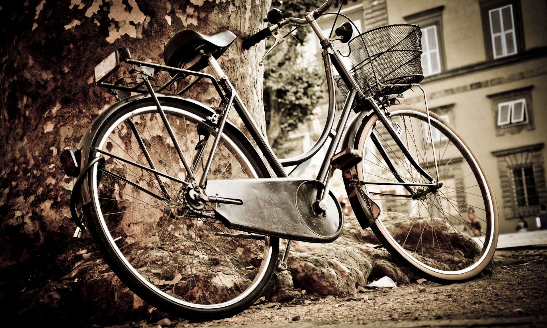 Bicycle leaning against a tree in Italy HD Wallpaper