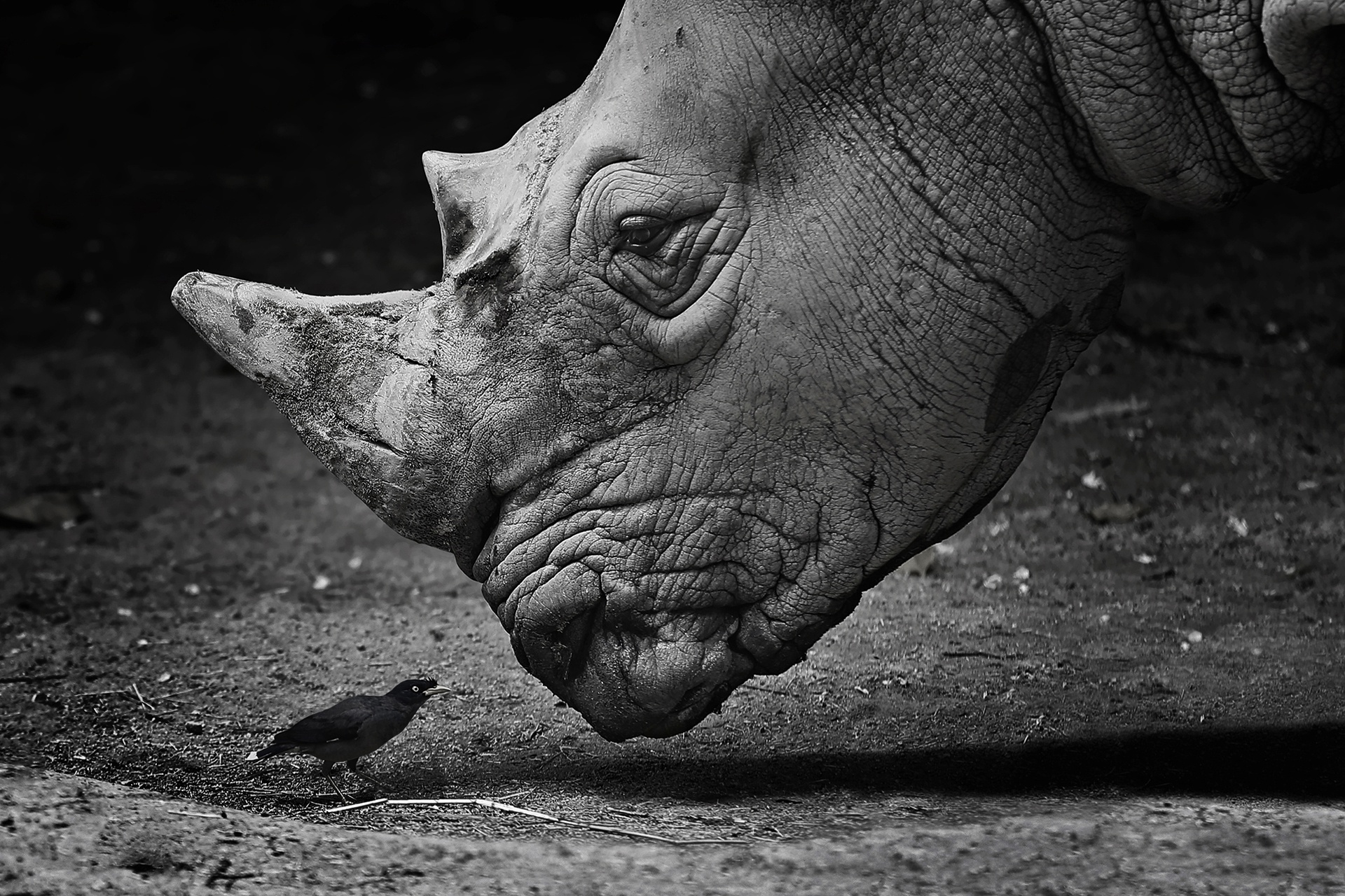 Close-up of a rhino head and a small bird HD Wallpaper