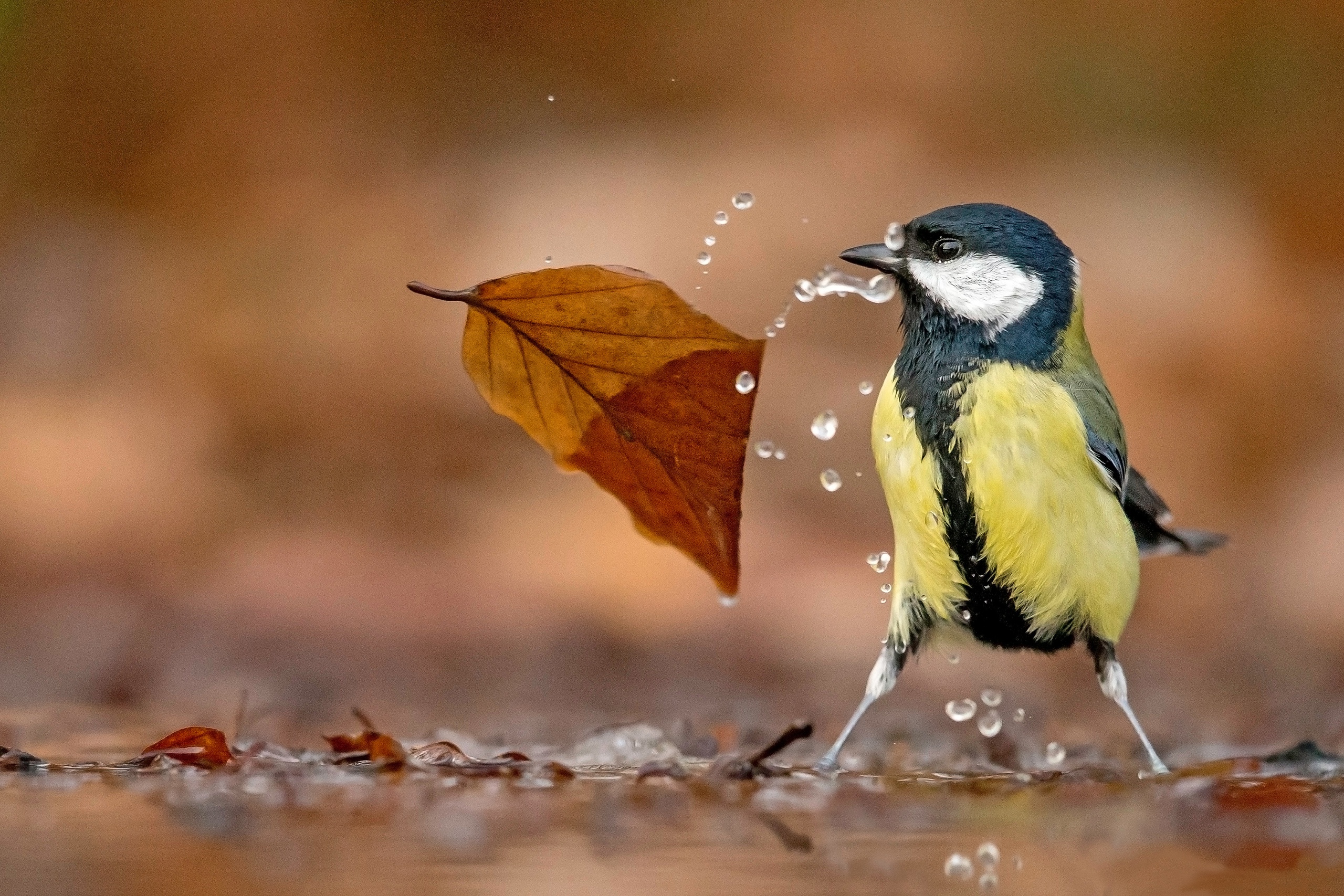 Great Titmouse splashes water on a fallen leaf HD Wallpaper