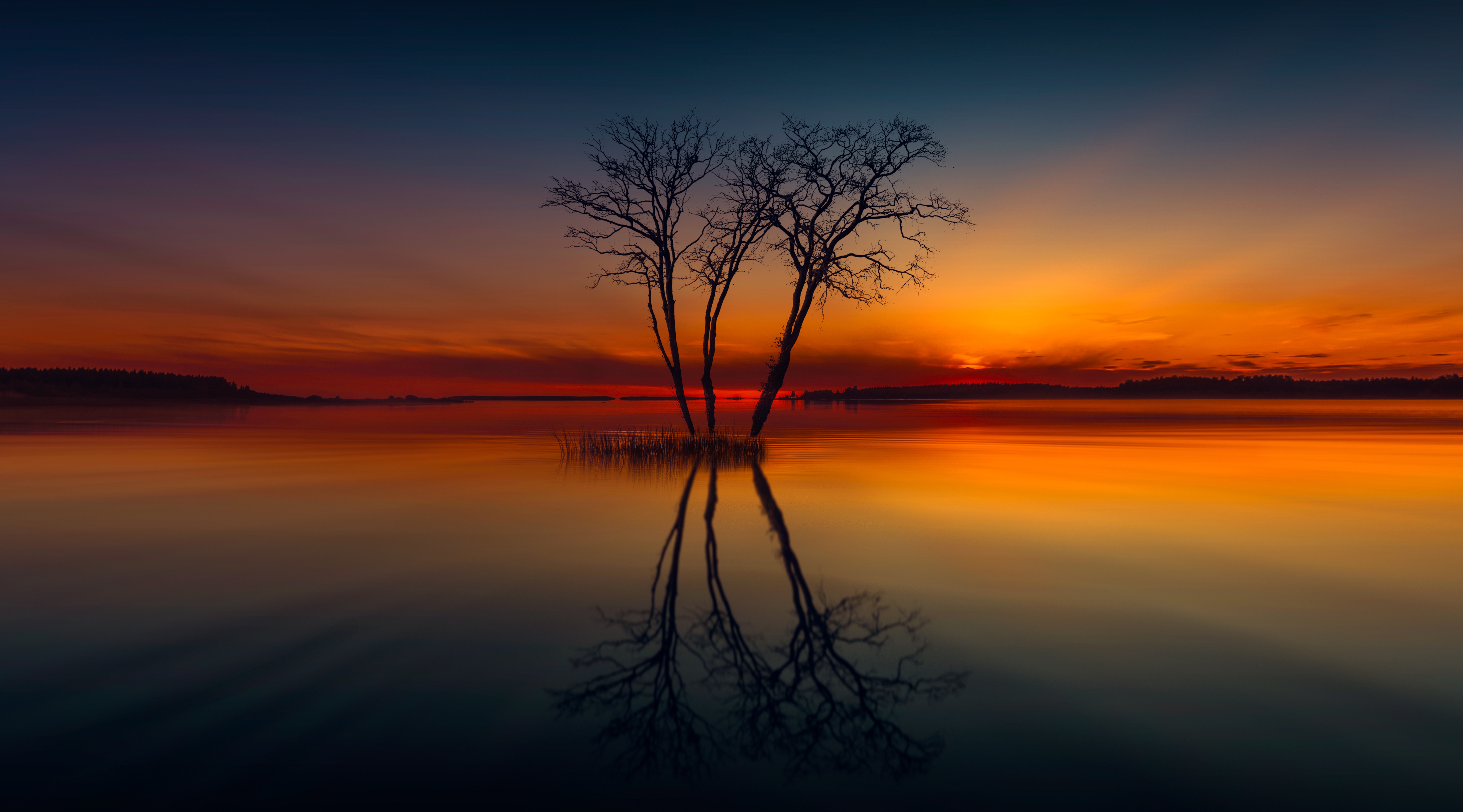 Bare trees reflected in a lake at sunset HD Wallpaper