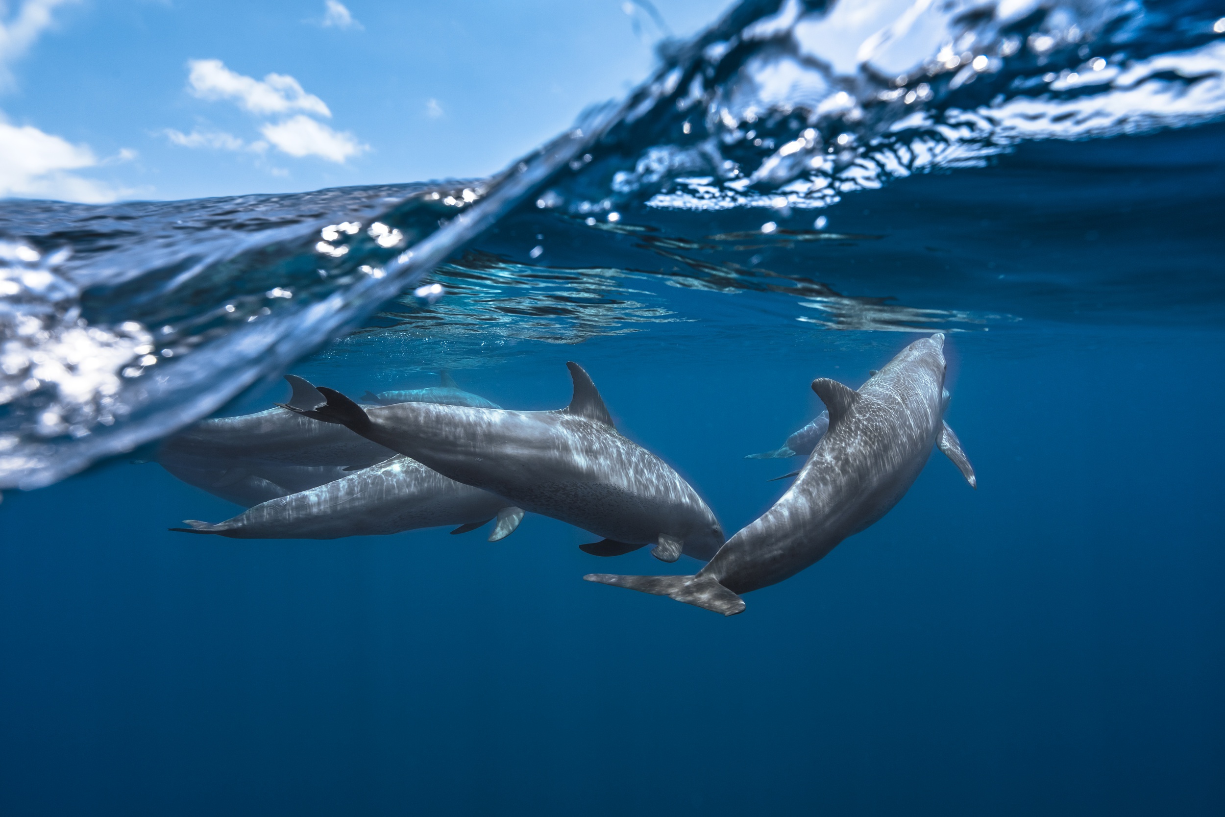 Dolphins swimming in the ocean, underwater view HD Wallpaper