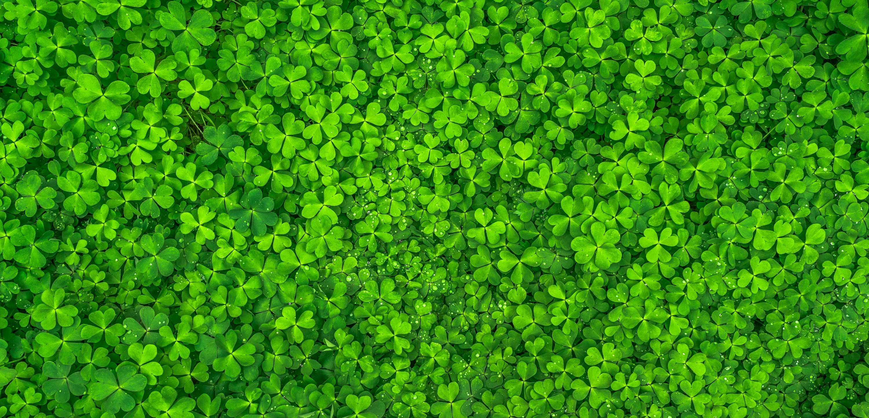 Green clover field with water droplets HD Wallpaper