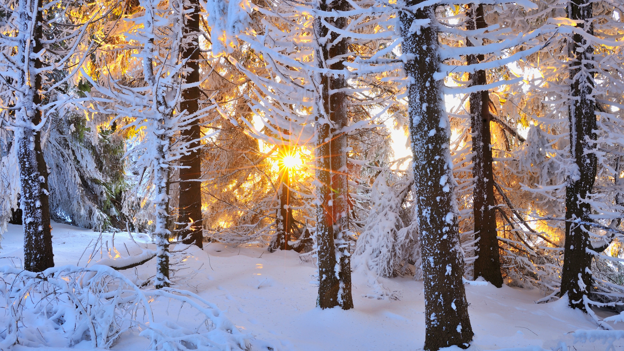Sunbeams through snow-covered trees in a forest HD Wallpaper