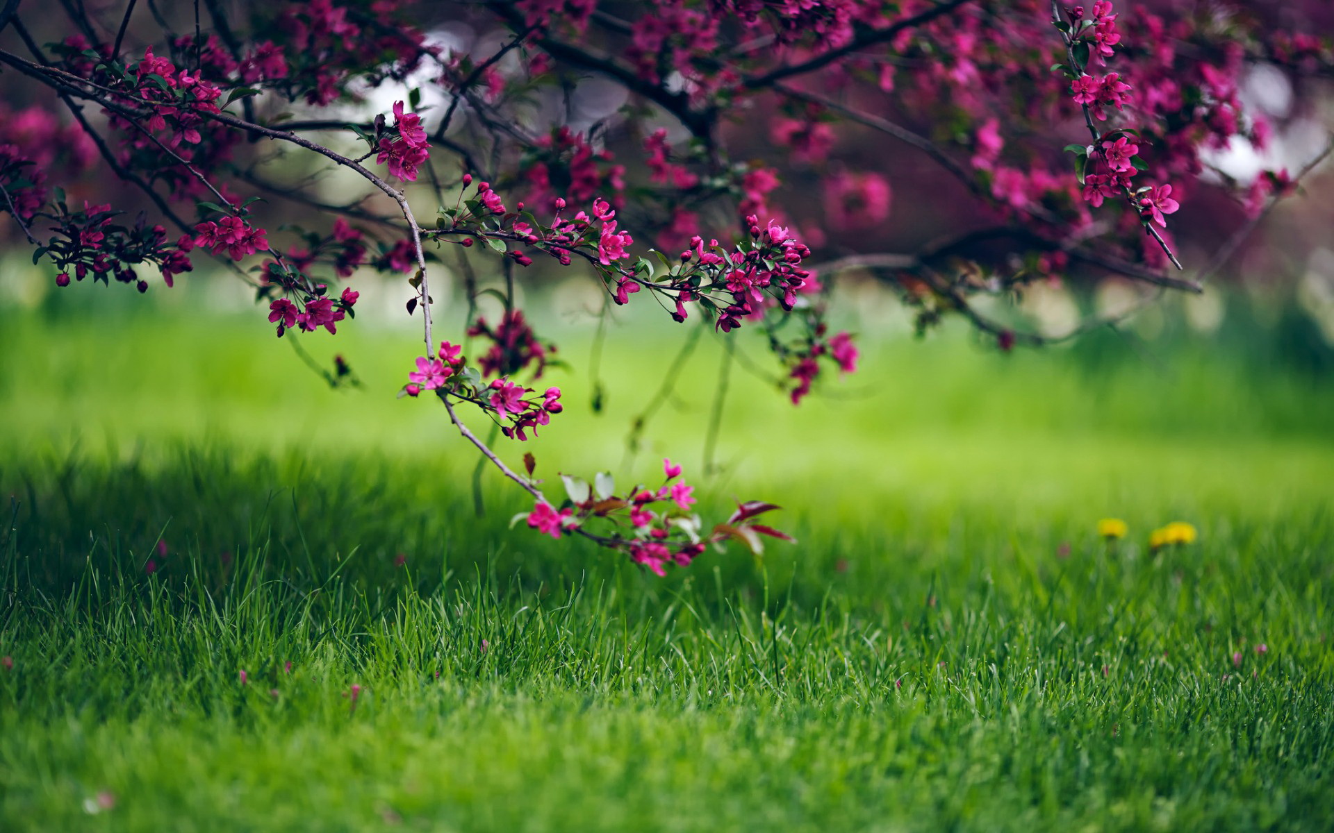 Pink blossoms on a tree branch over green grass HD Wallpaper