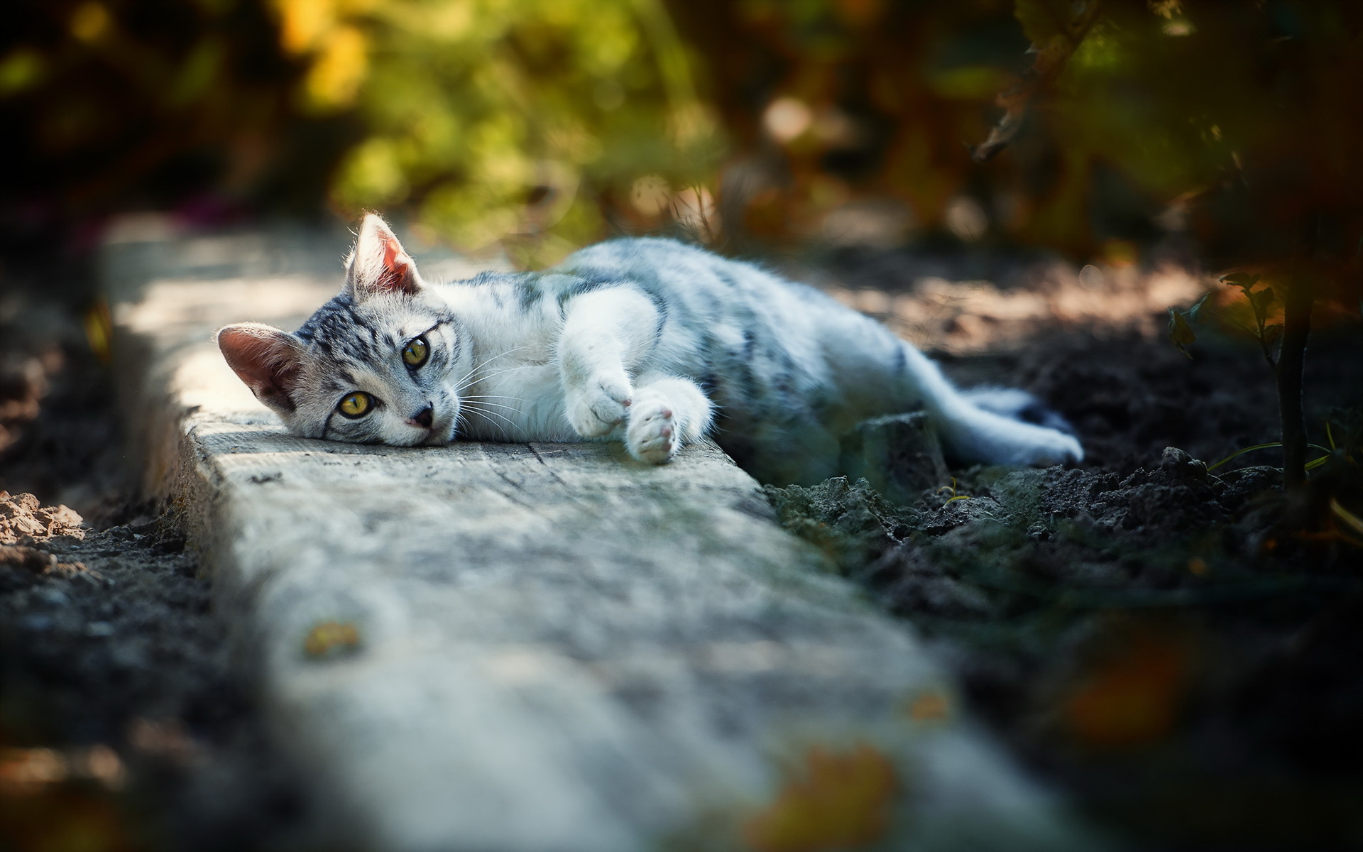 A tabby cat lies on a wooden plank HD Wallpaper