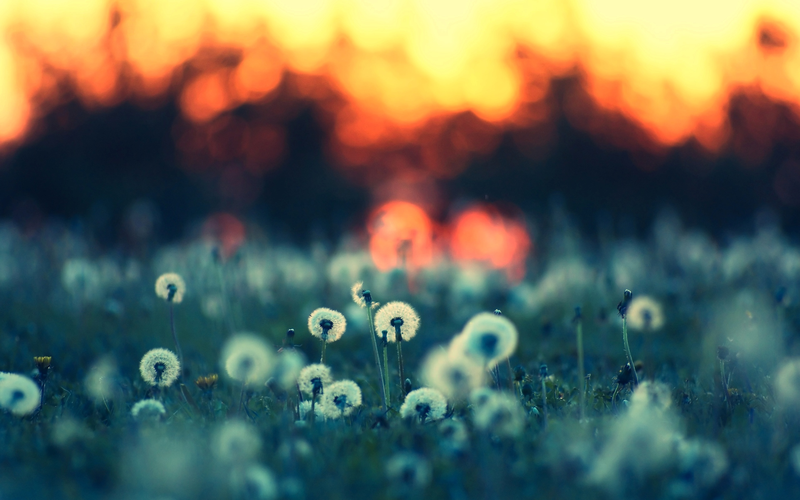 Dandelions in a field at sunset HD Wallpaper