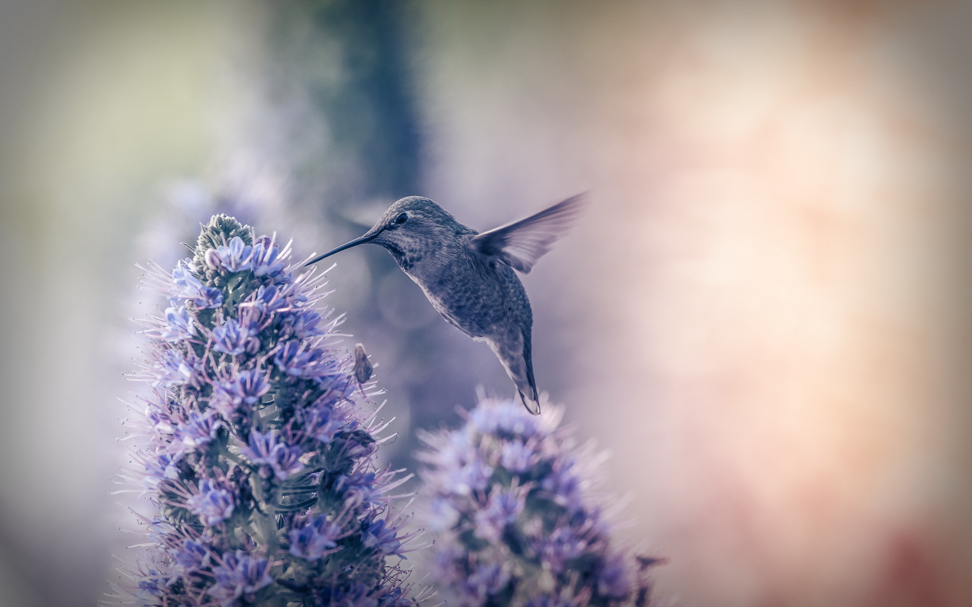 Hummingbird feeding on purple flower HD Wallpaper