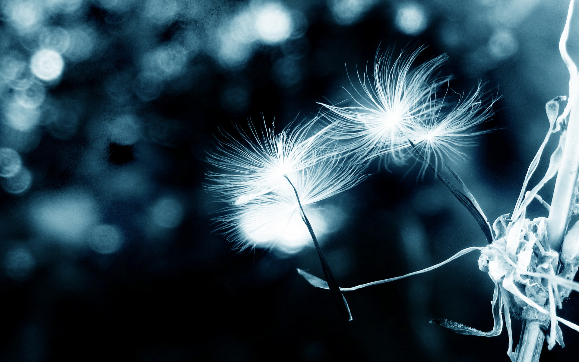 Close up of dandelion seeds with bokeh background HD Wallpaper