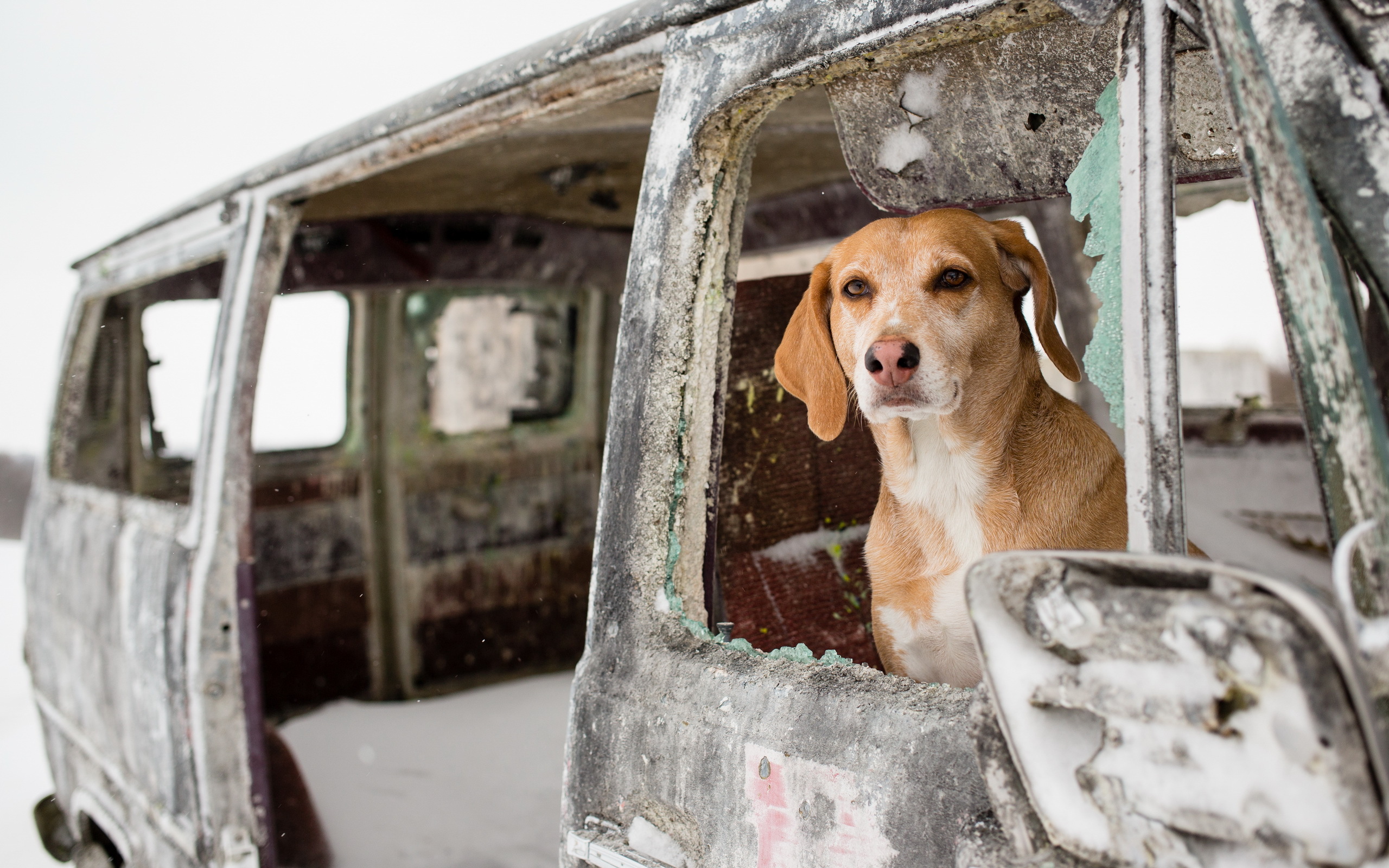 Dog in a derelict van HD Wallpaper
