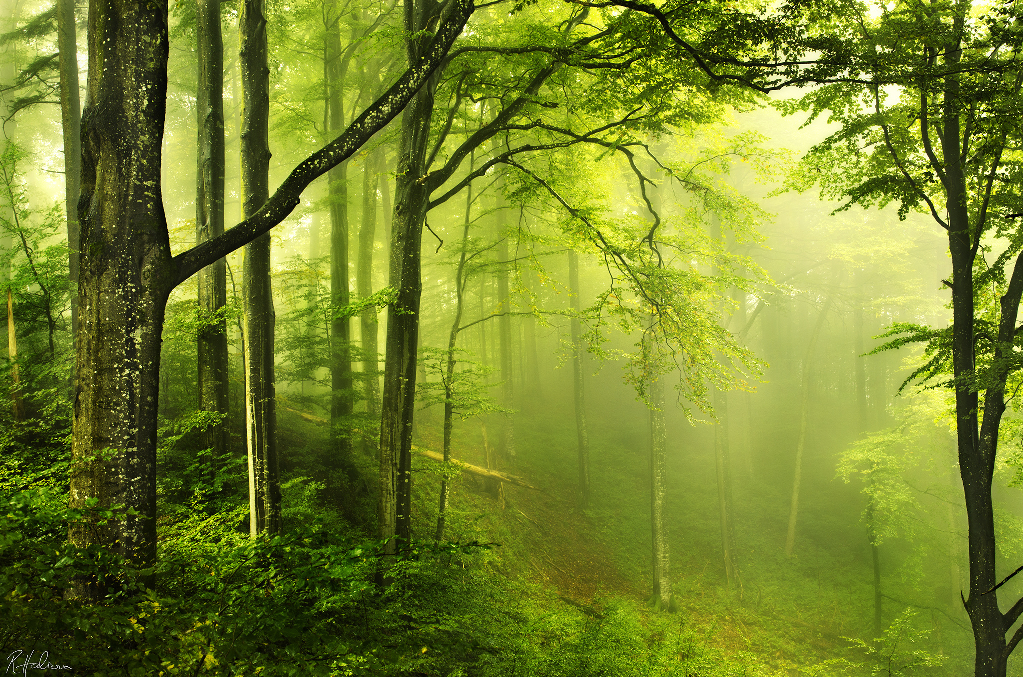 Misty forest with sunbeams filtering through trees HD Wallpaper