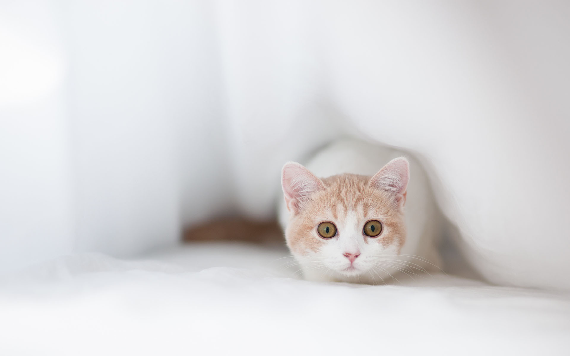 Cute kitten peeking from white fabric HD Wallpaper