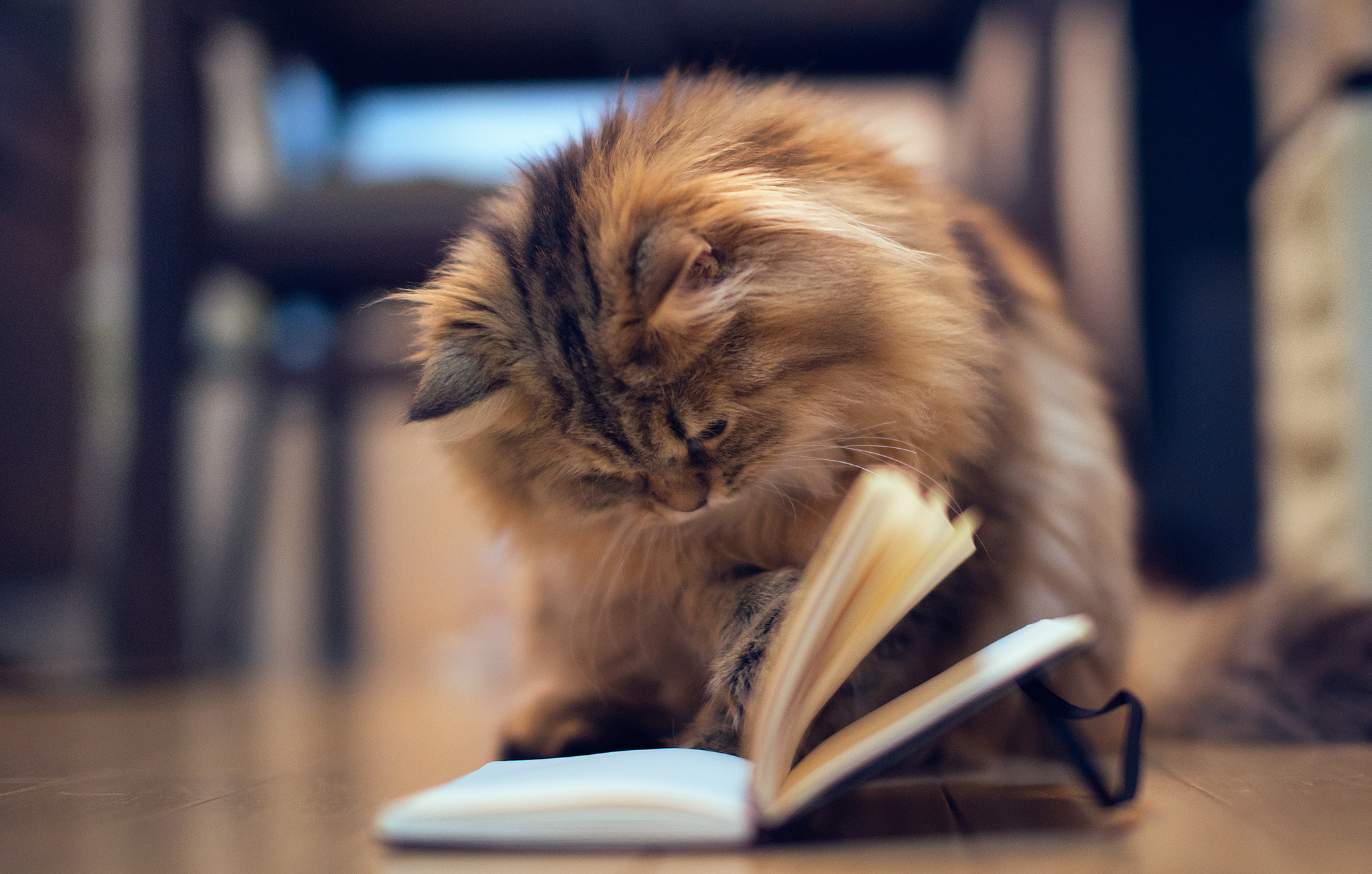 Fluffy cat reading a book HD Wallpaper