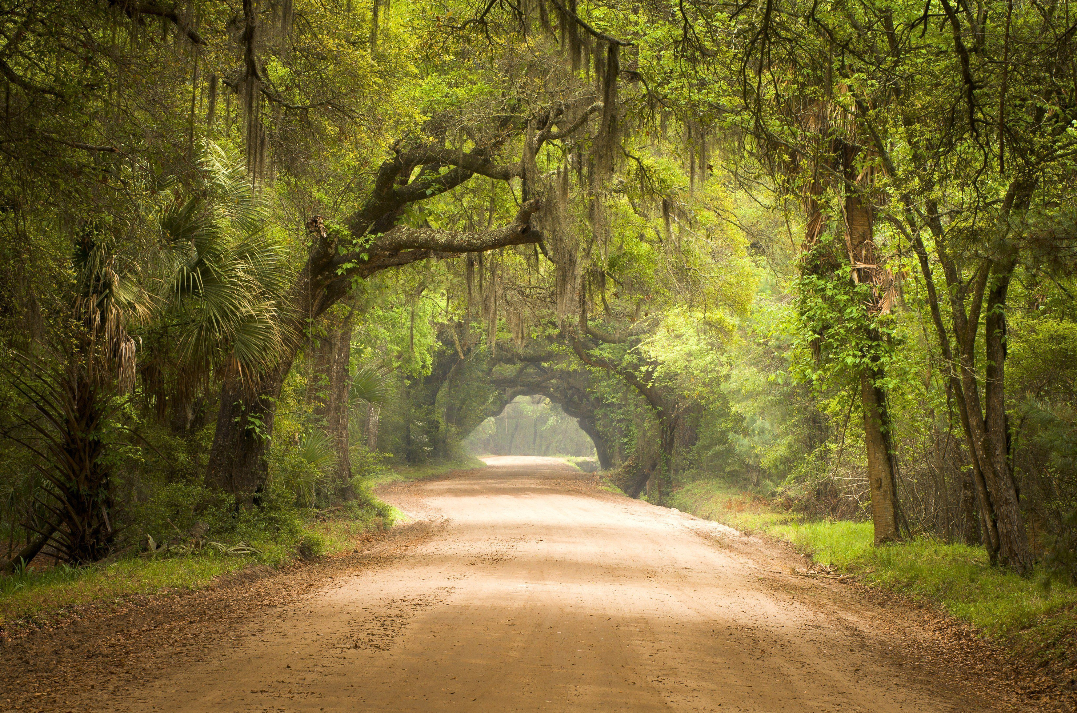 Dirt road under a canopy of trees HD Wallpaper