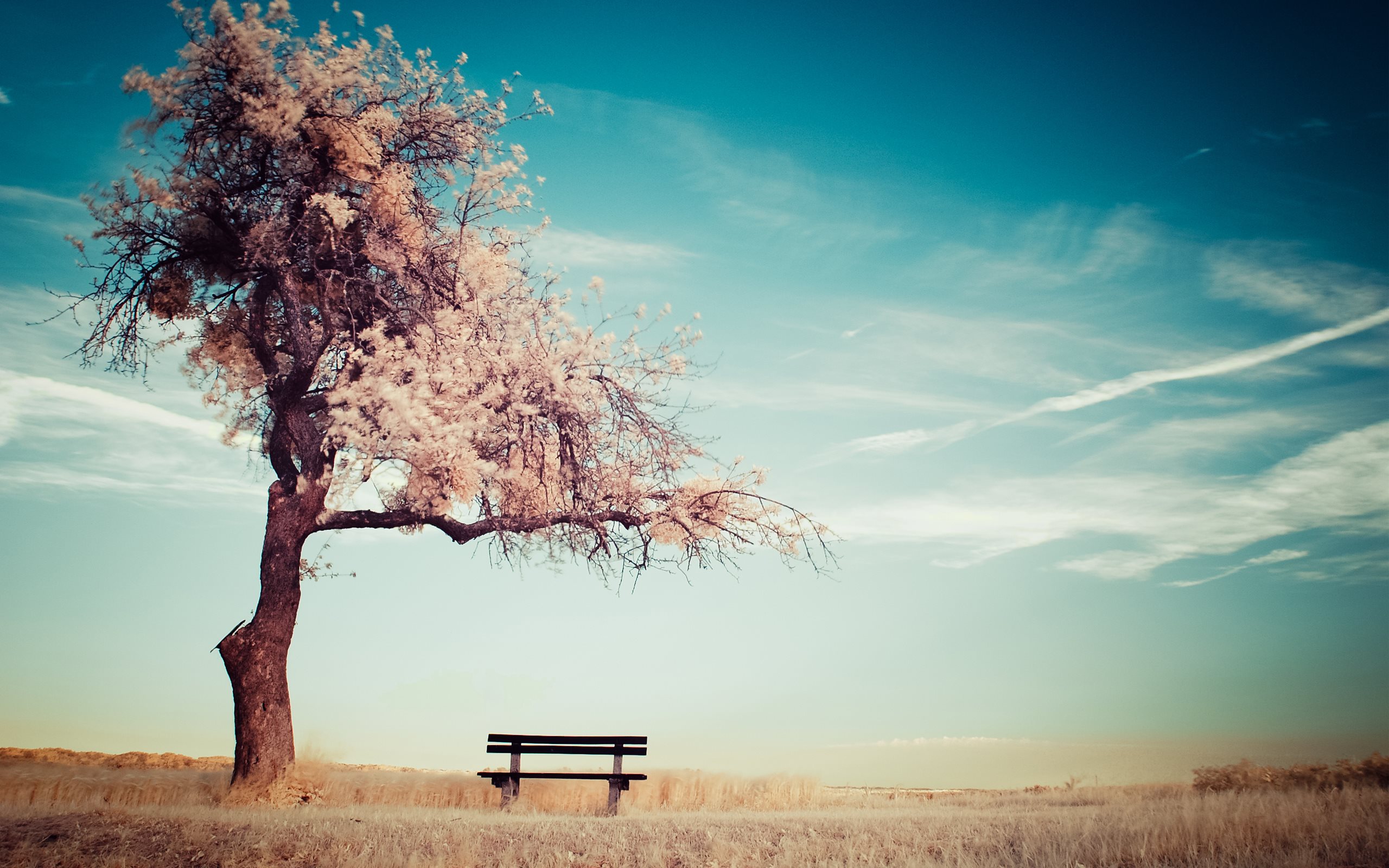 Tree and bench in a field HD Wallpaper