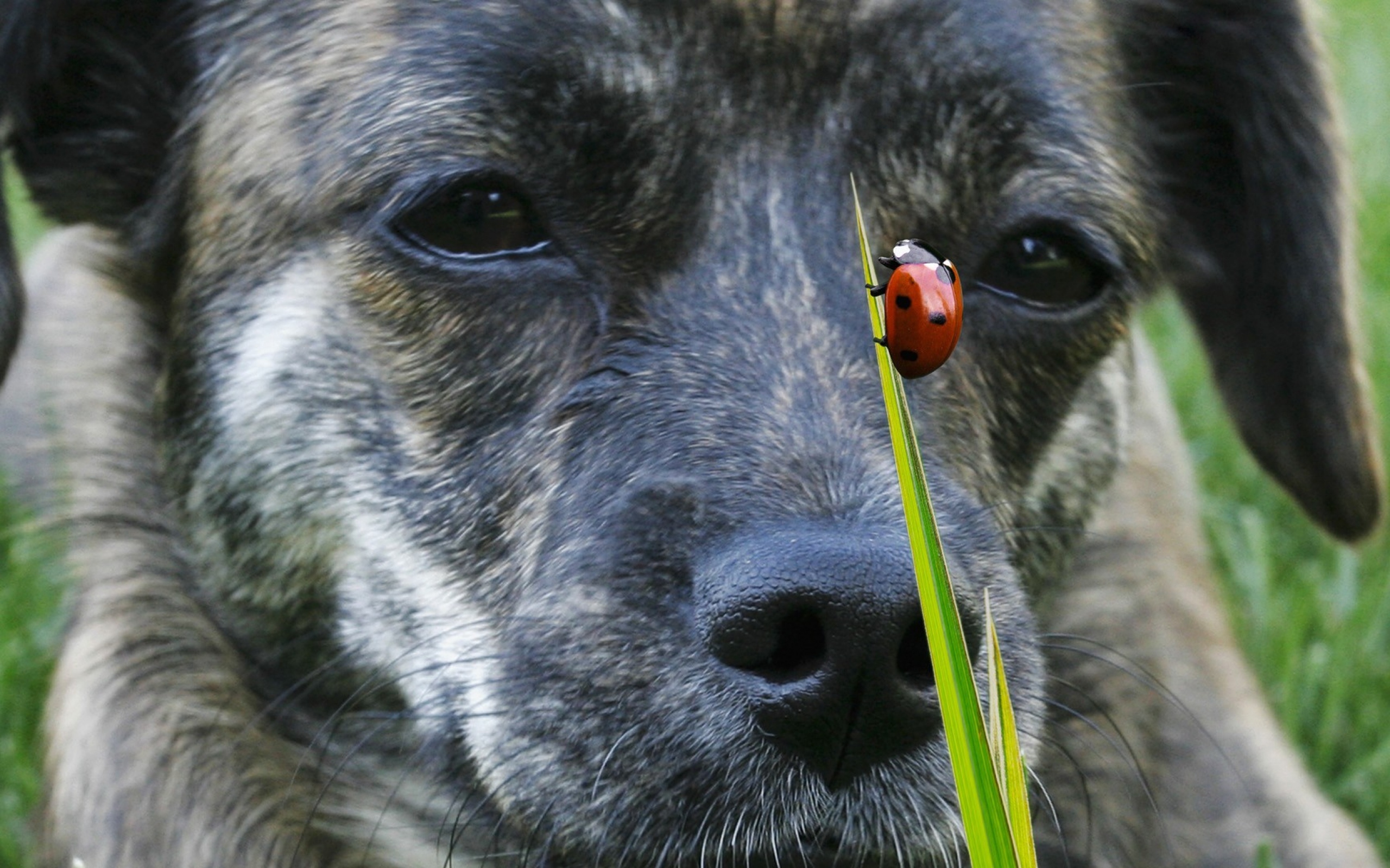 Close-up of a brindle dog with a ladybug on grass HD Wallpaper