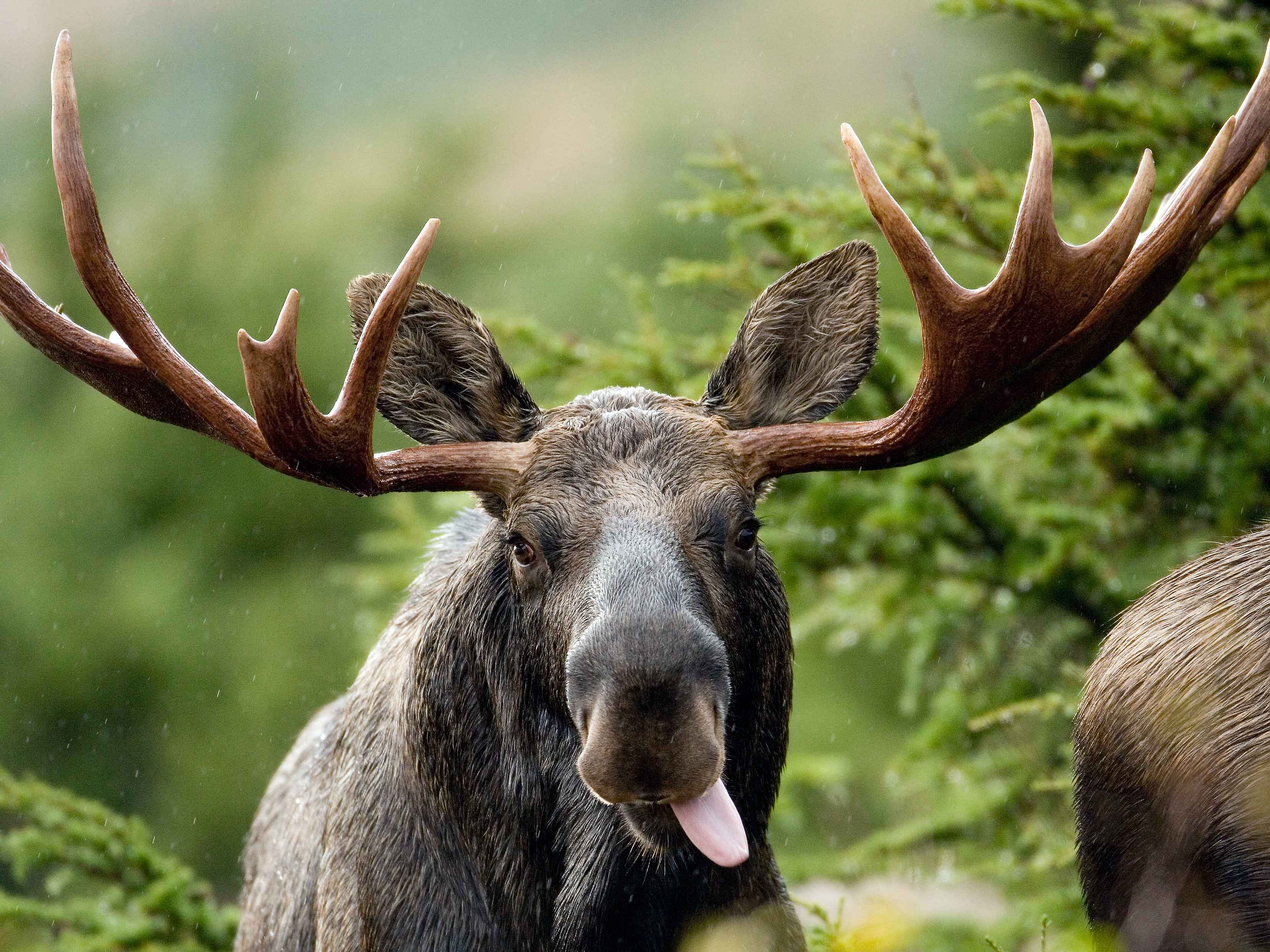 Moose sticking its tongue out HD Wallpaper