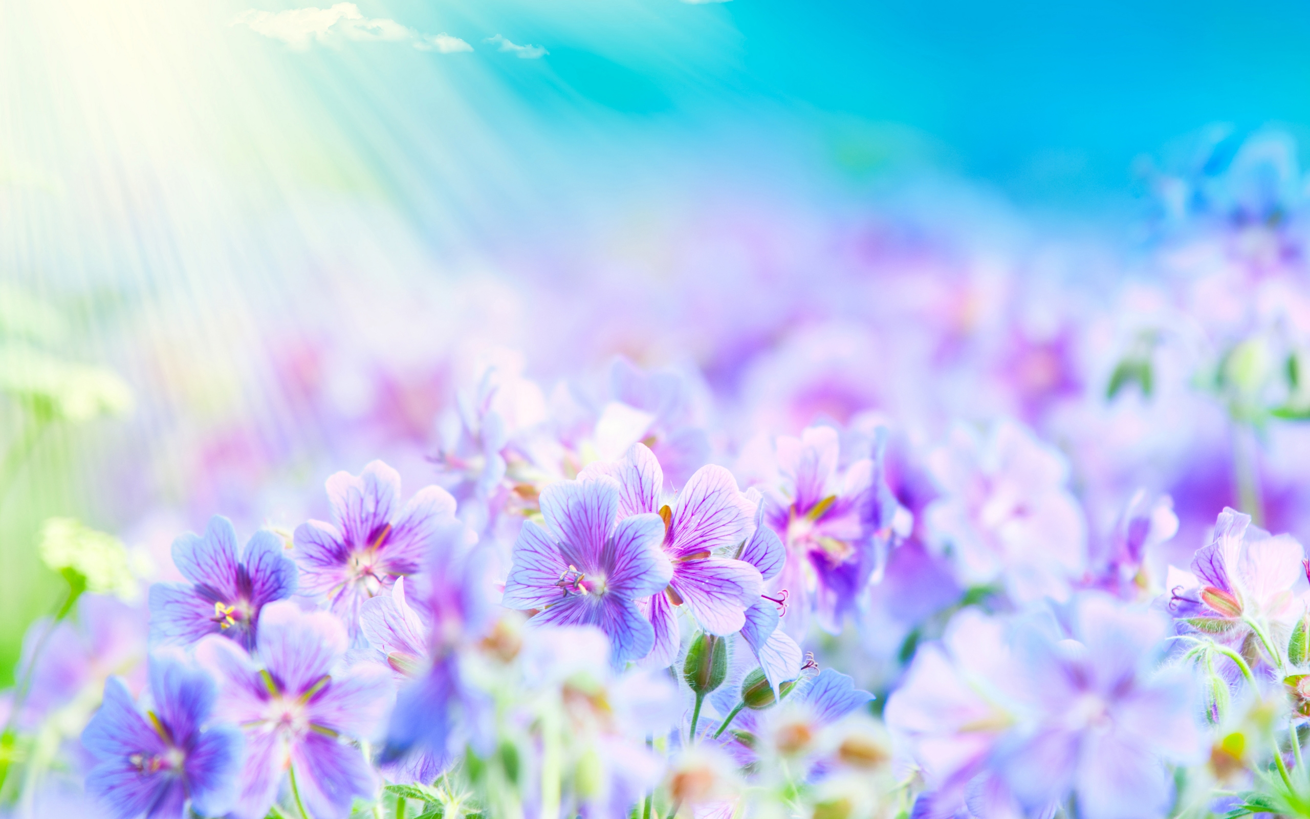 Purple and blue flowers with sun rays HD Wallpaper