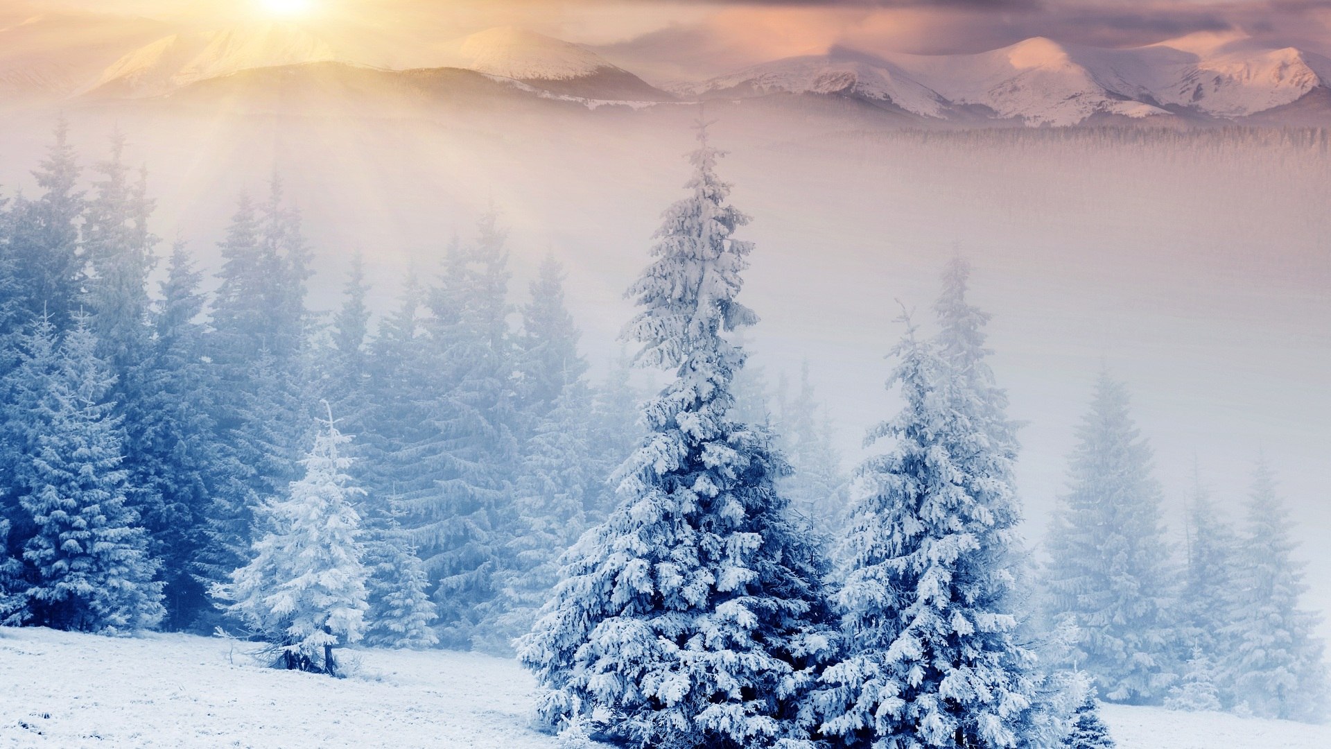 Snowy forest with mountains and sun HD Wallpaper
