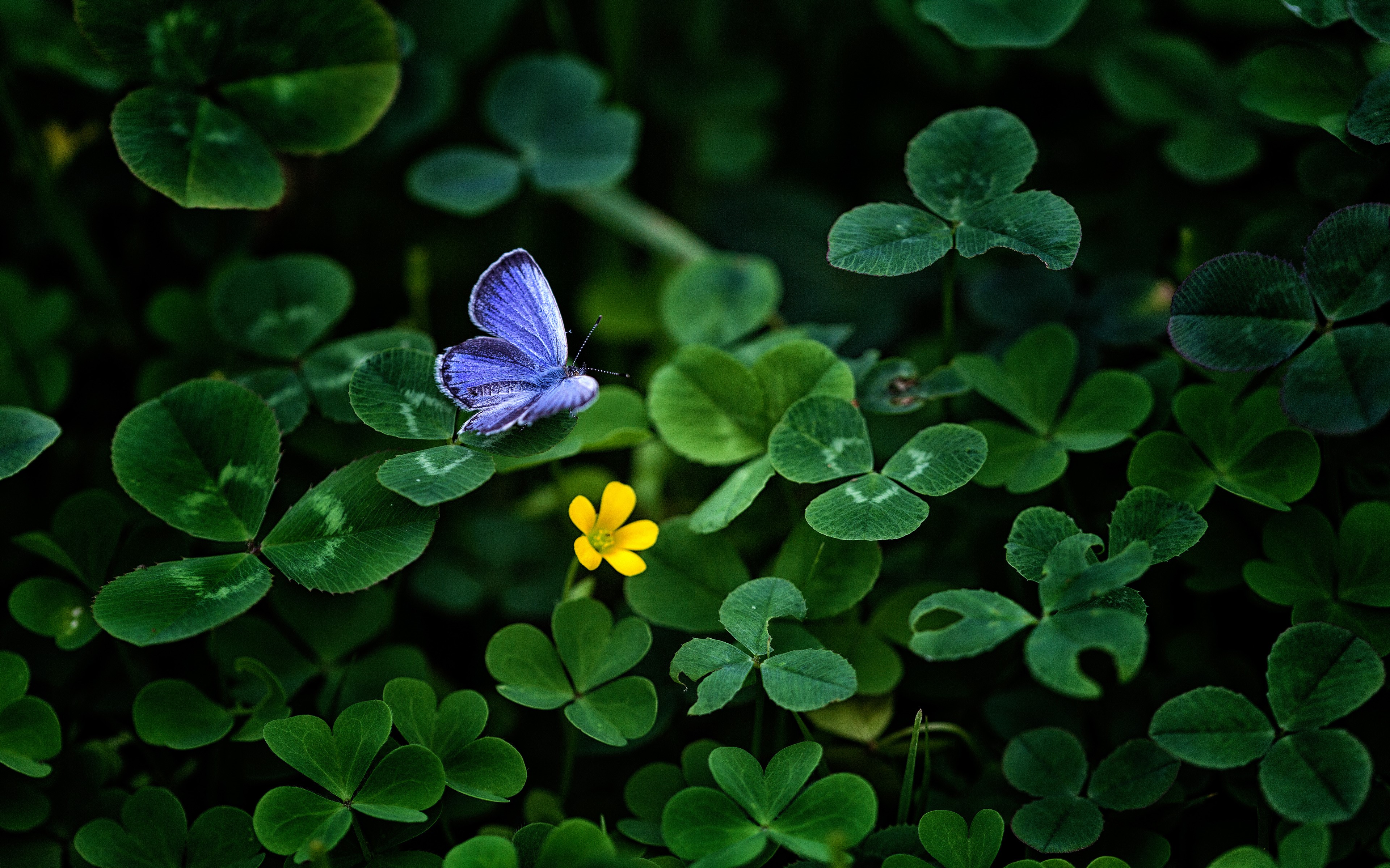 Blue butterfly on clover with yellow flower HD Wallpaper